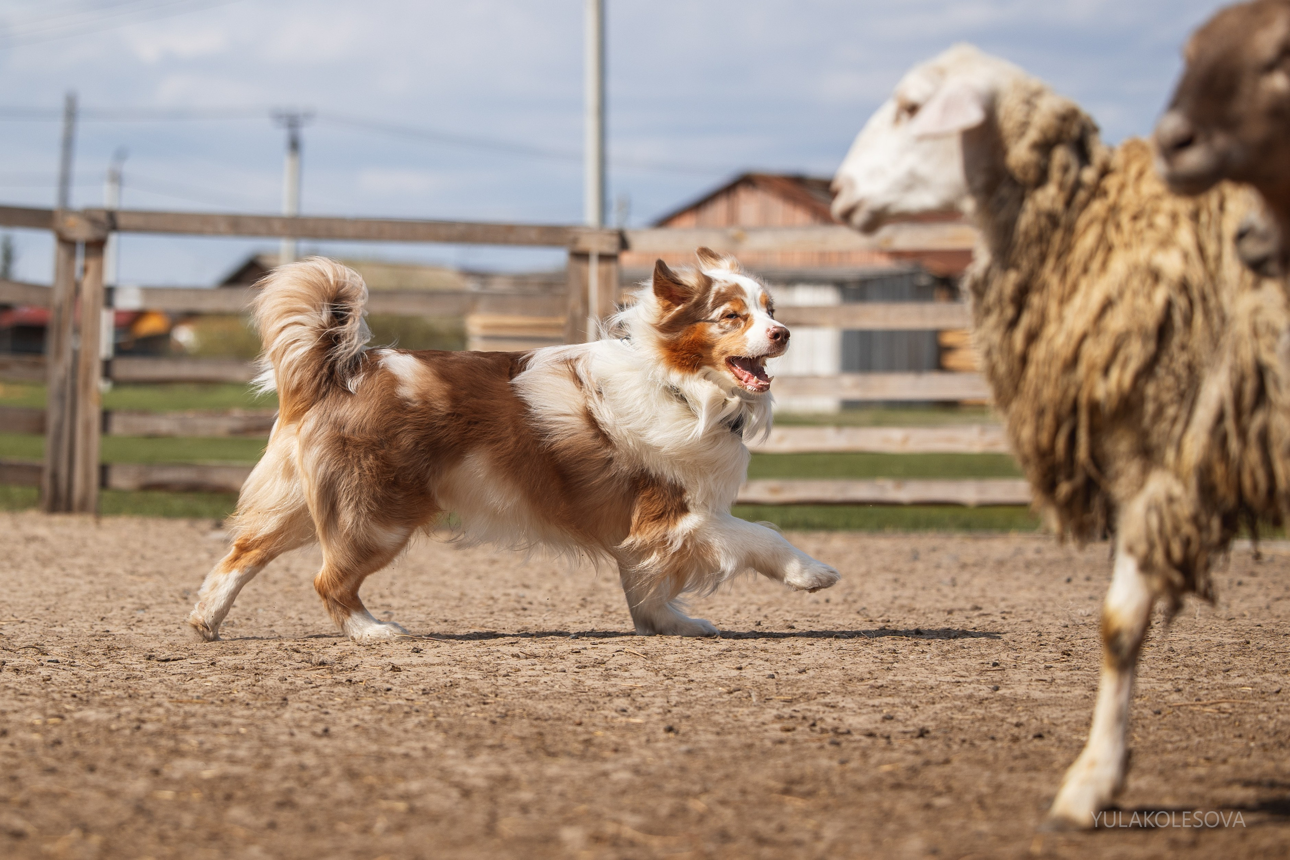 Аусси день 15.05.2024. YULA KOLESOVA | Фотограф — Анималист | Художник | Тюмень