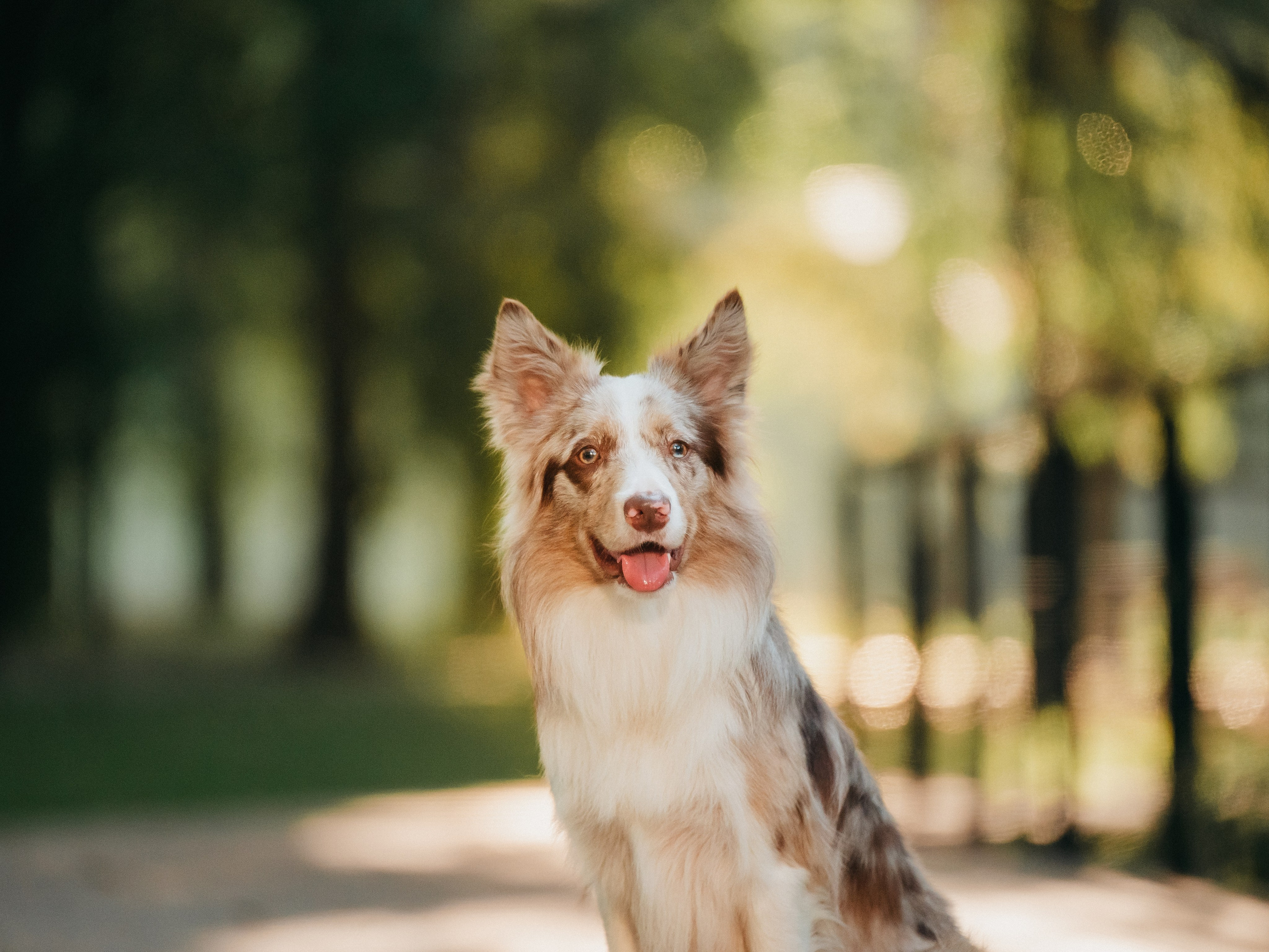 Аня и Деймон. Семейный фотограф анималист Ананьева Мария — Москва