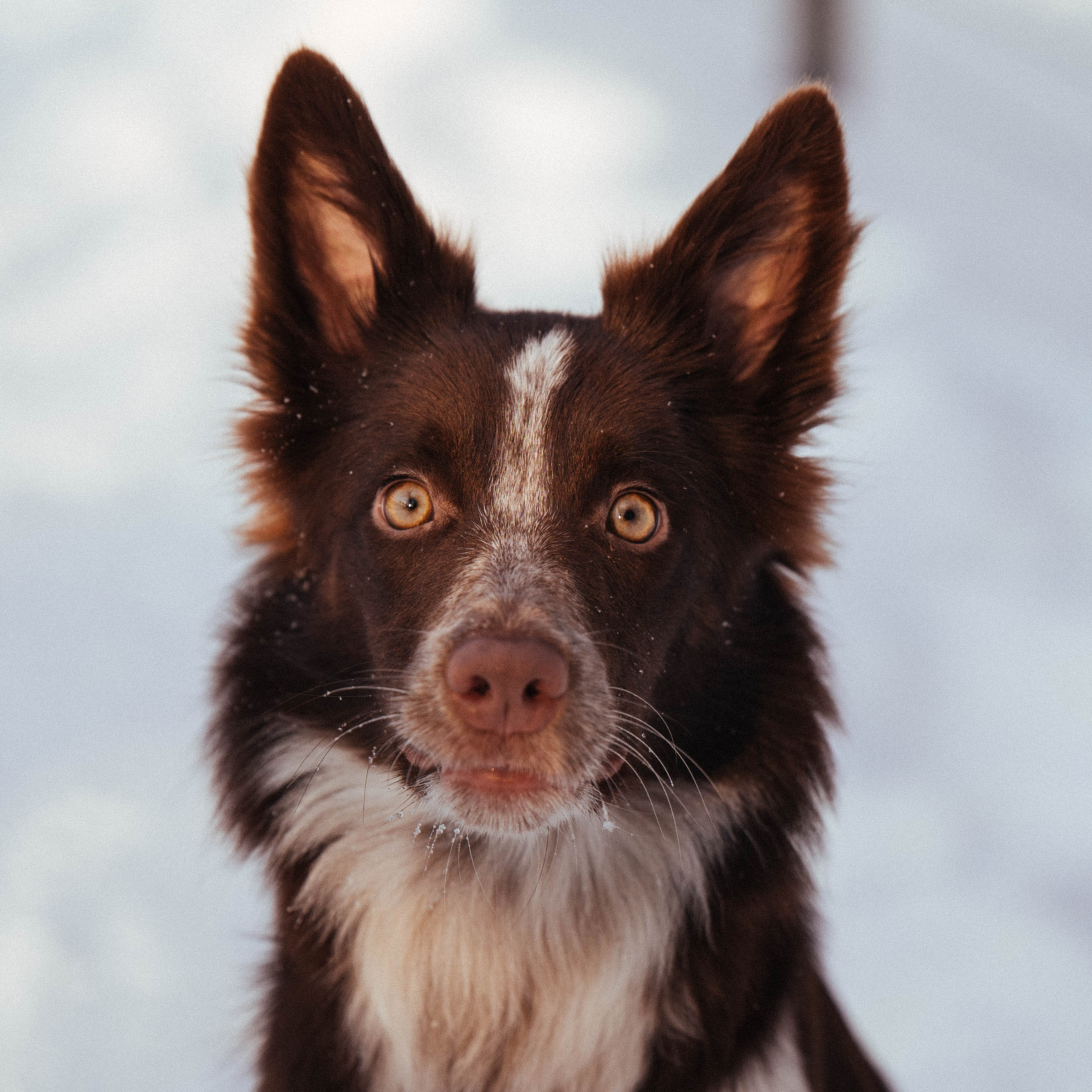 Даша и Мика. Семейный фотограф анималист Ананьева Мария — Москва