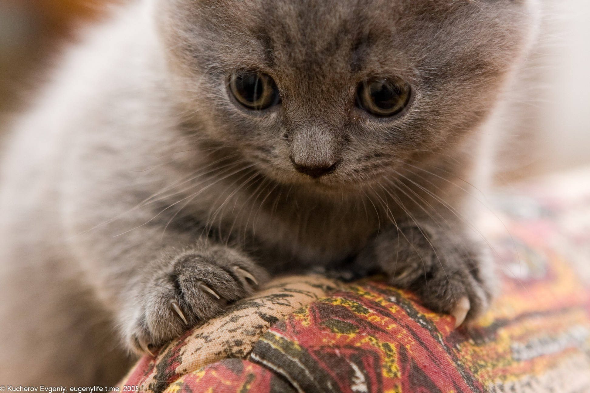 Животные. Кучеров Евгений. Фотограф