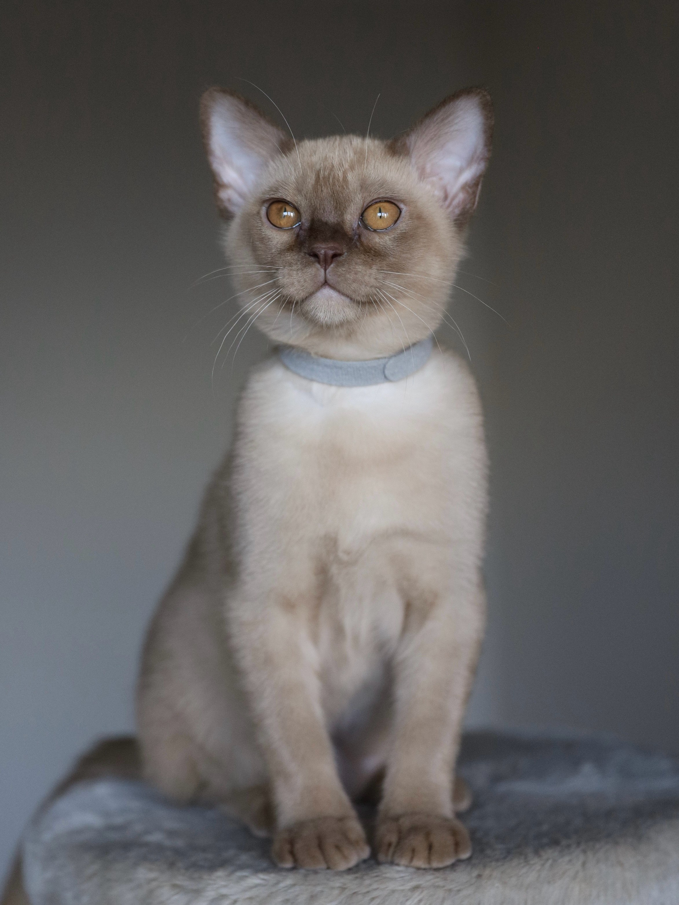 Caesar. Питомник «Bouncy Life»