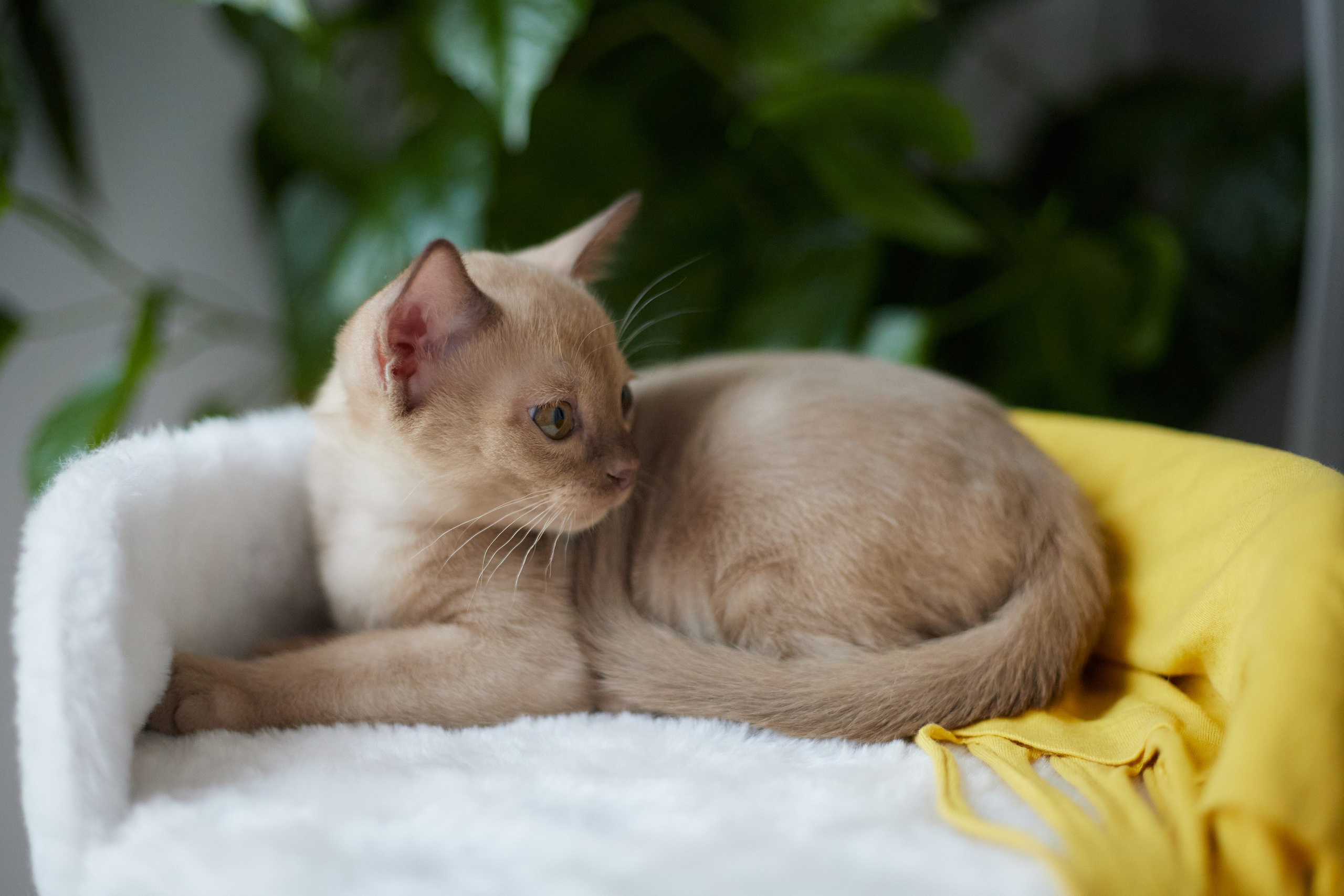 Jony (Уфа). Питомник «Bouncy Life»