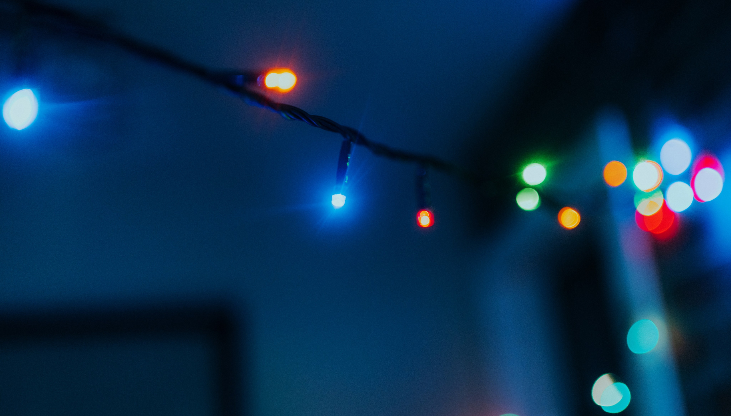 Аня и Дэймон. Фотограф-анималист Богданова Полина