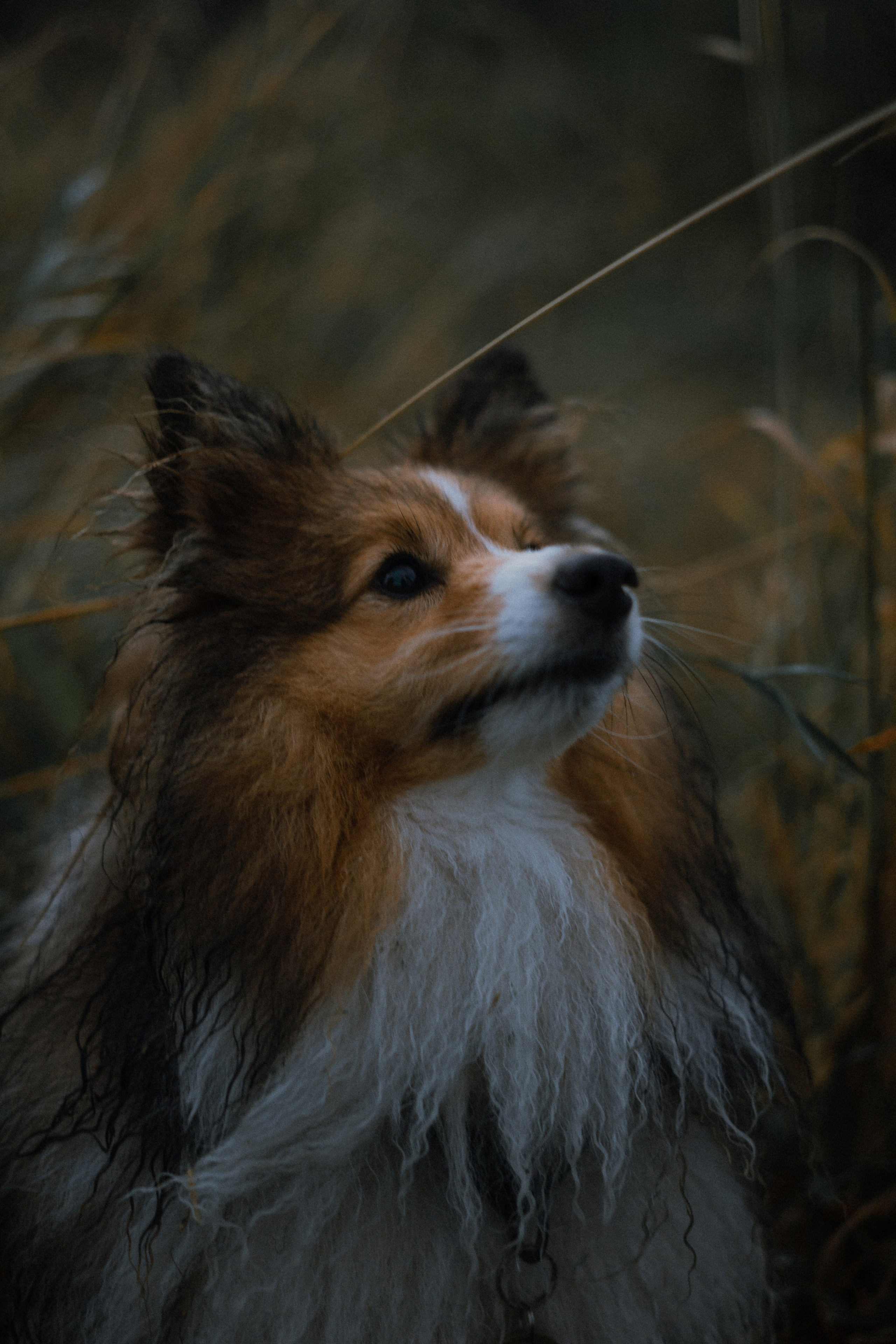 Аня и Скай. Фотограф-анималист Богданова Полина