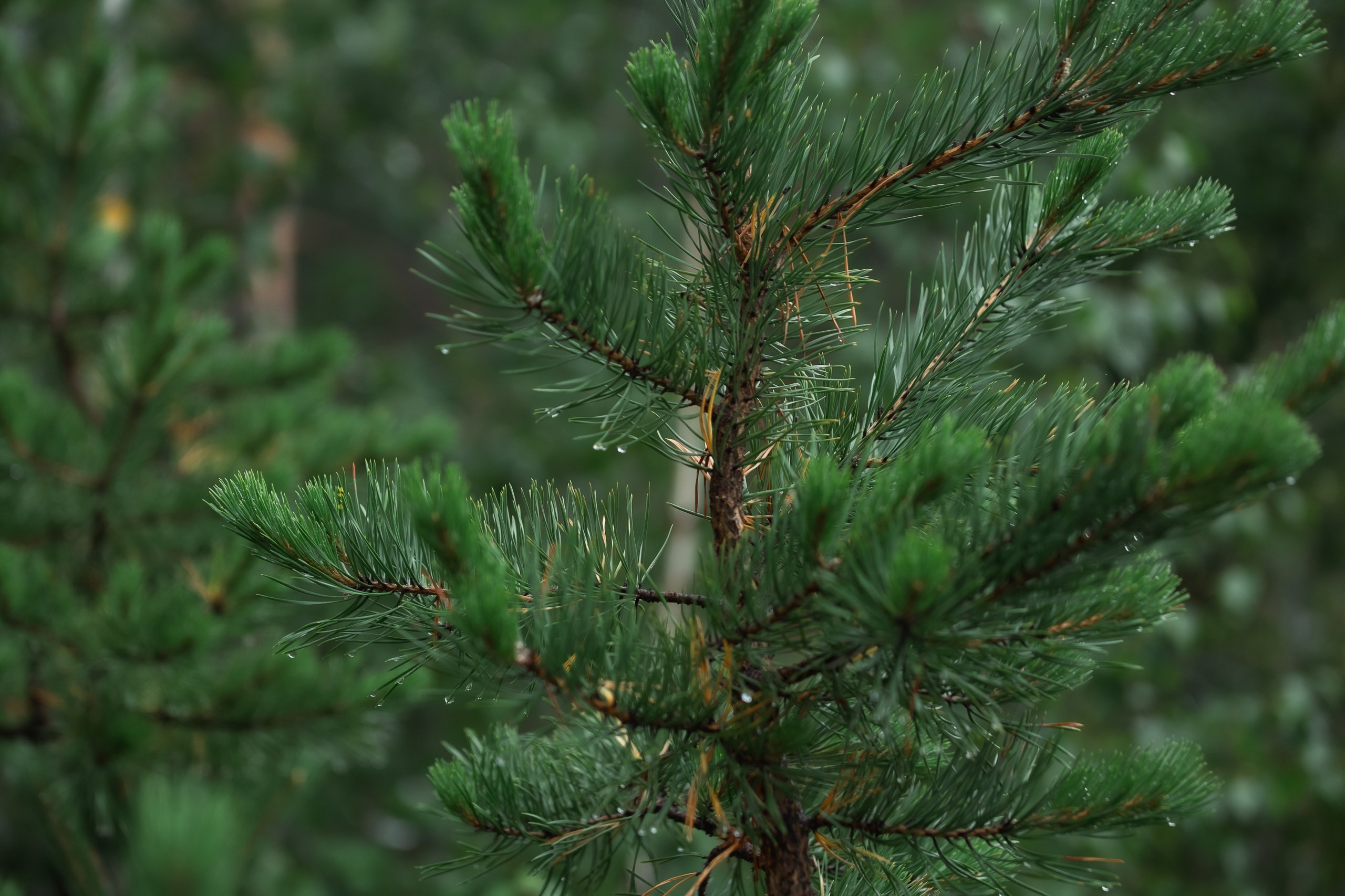 Скалы Урала / Чертово городище. Фотограф Омск Ольга Гинжул