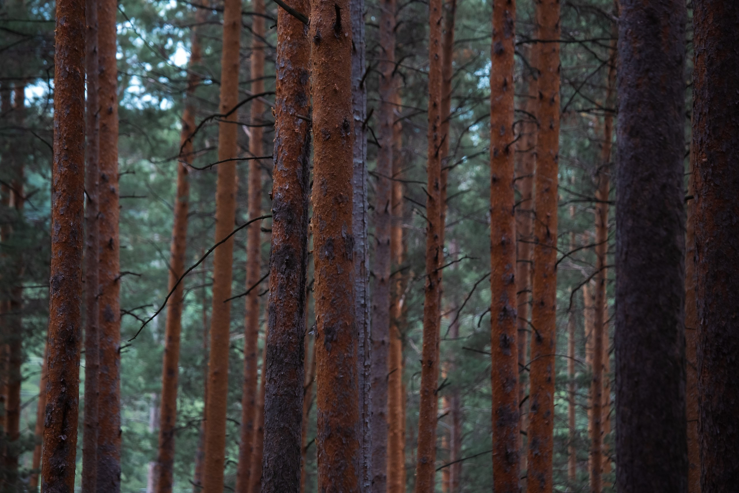 Скалы Урала / Чертово городище. Фотограф Омск Ольга Гинжул