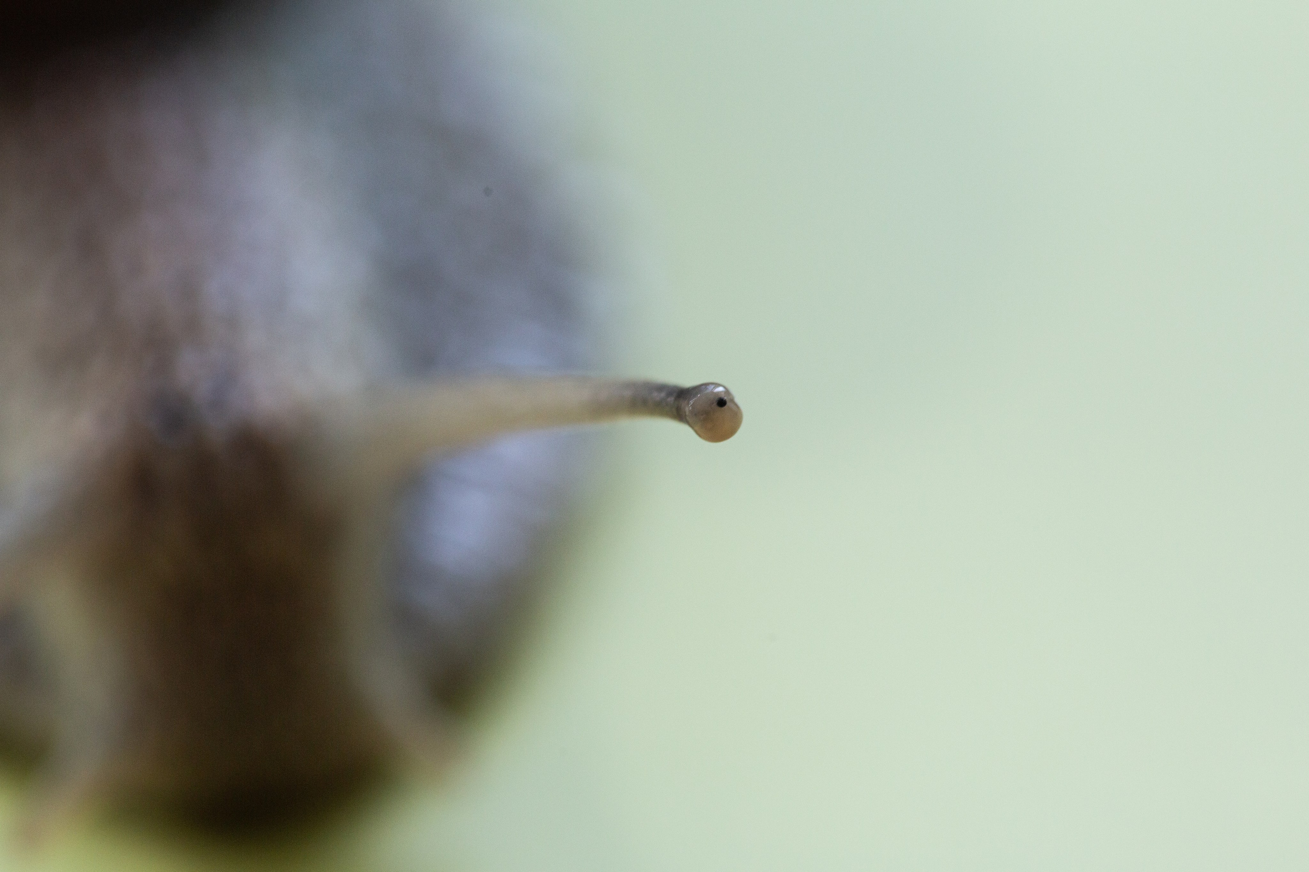 Фото Животных. Студия Максима Белослюдцева