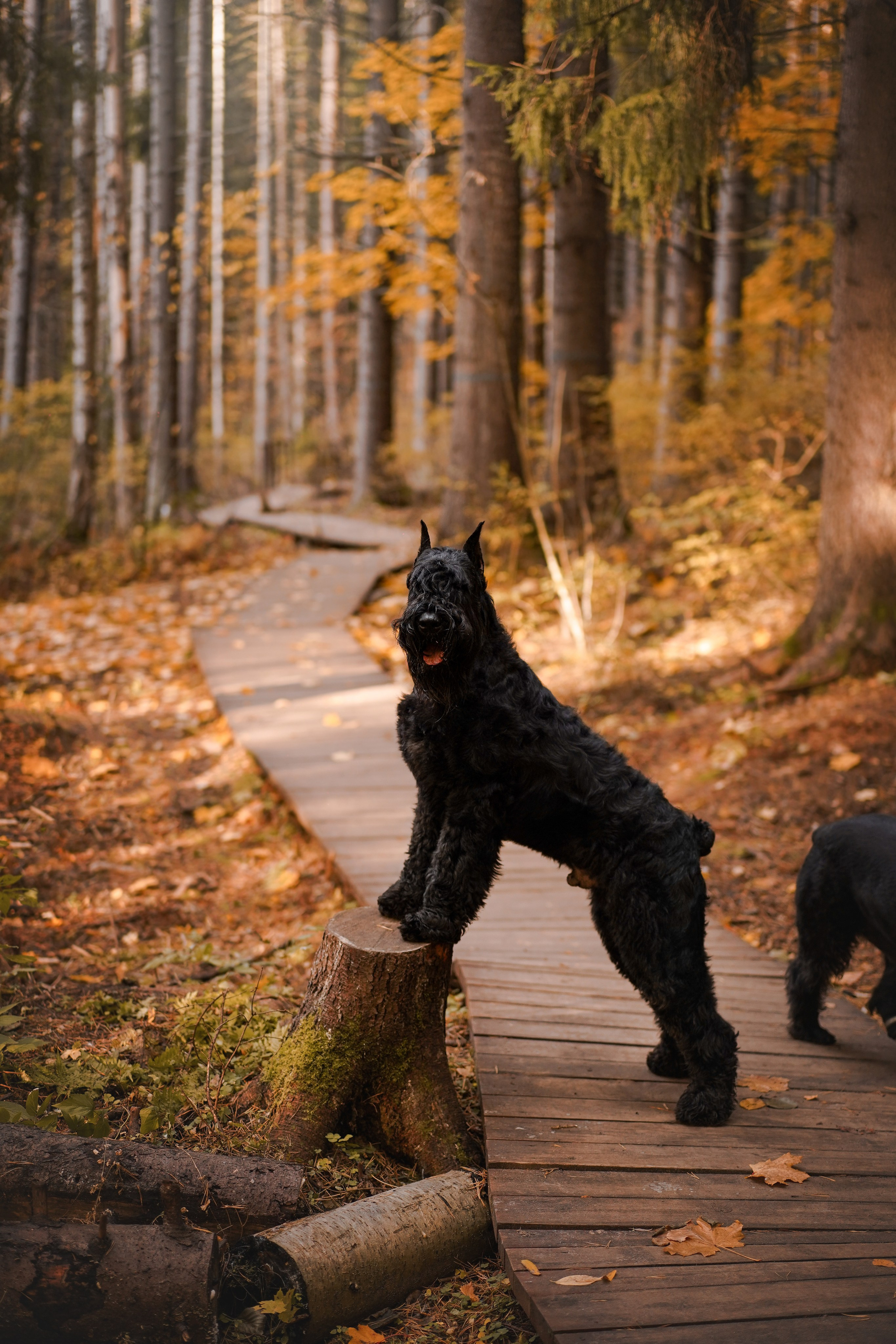 Оля Миша и шнауцеры. Фотограф-анималист в Санкт-Петербурге Яна Мартынова