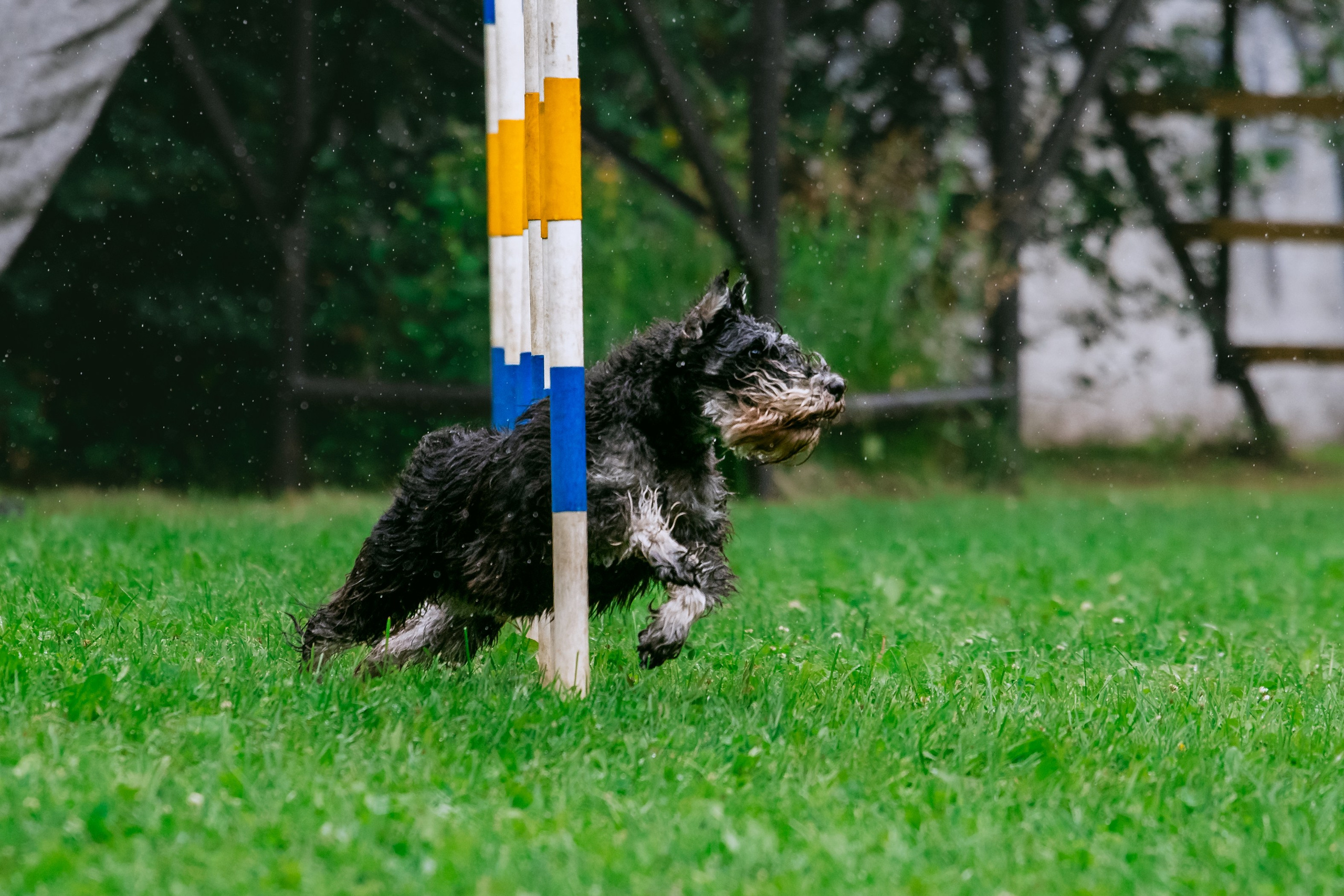 Соревнования по аджилити Долгопрудный 30.06.2025. Фотограф-анималист Татьяна Степанова