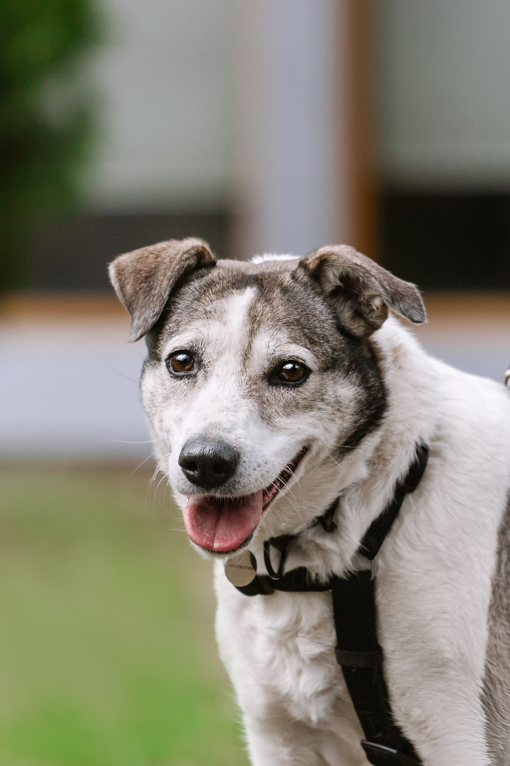Собаки из приюта Дубовая роща весна 2025. Фотограф-анималист Татьяна Степанова