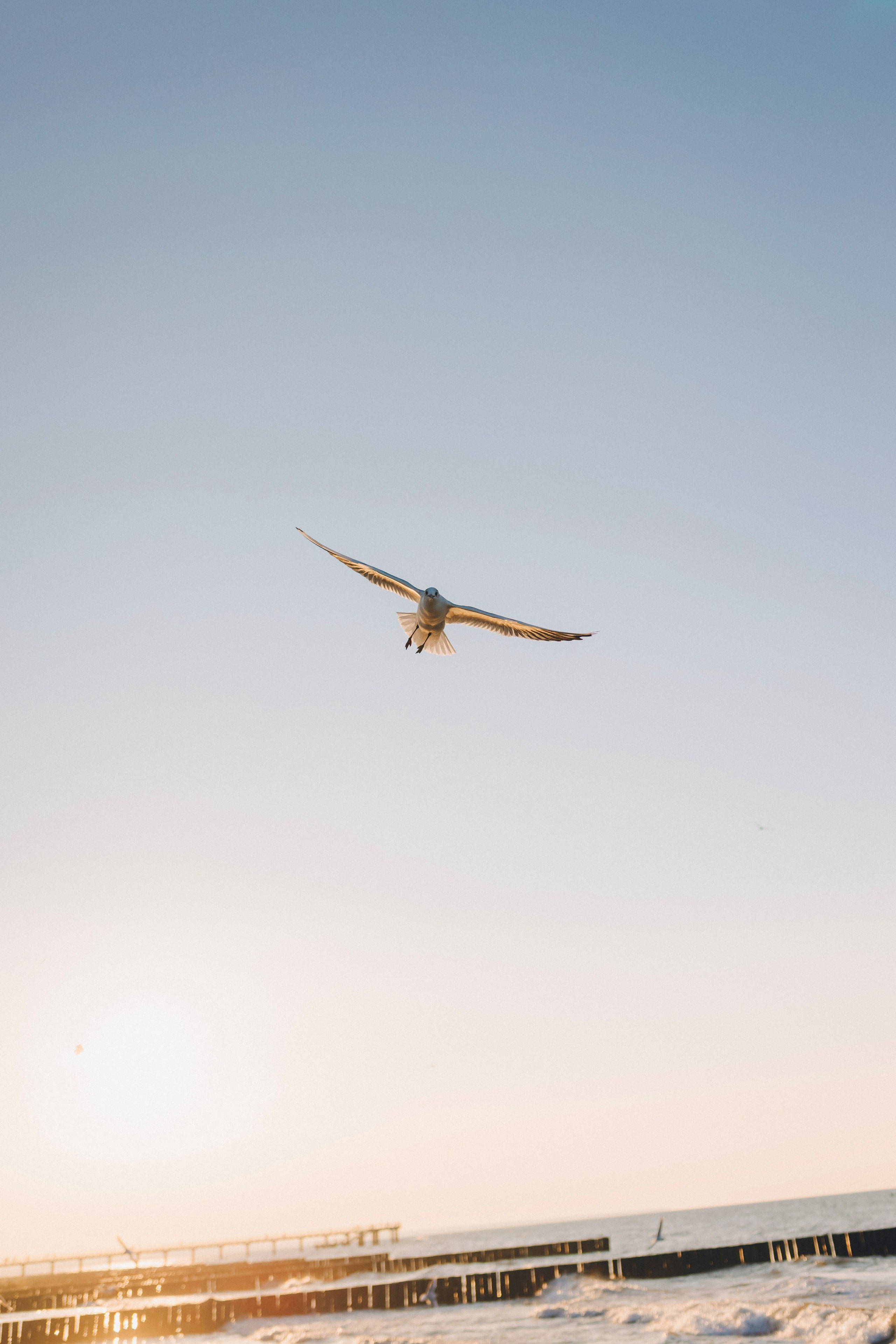 Море + ветер + чайки = Балтика. Фотограф Зеленоградск Красильникова Елена