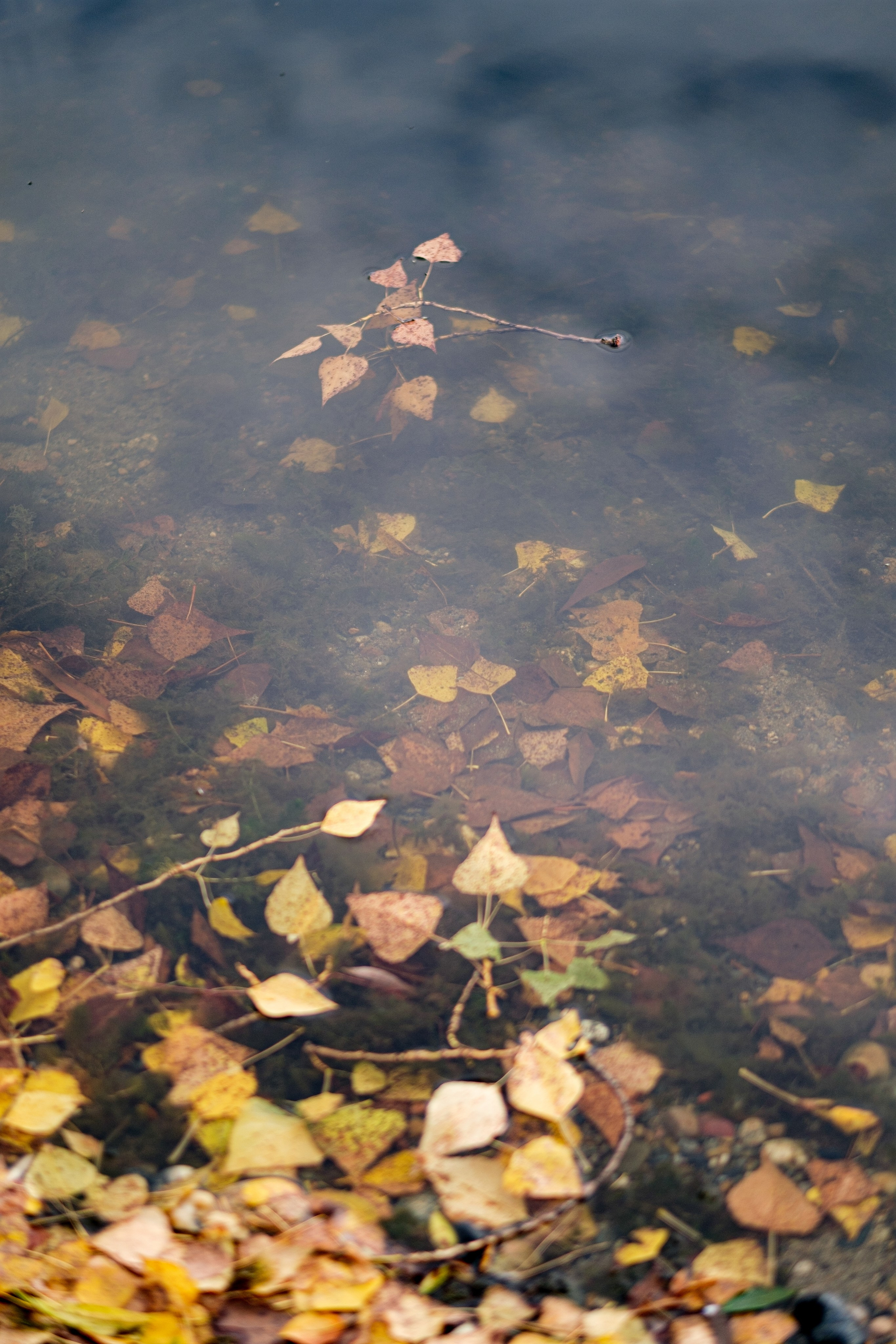 Осенний пикник. Свадебный Видеограф Фотограф в Сочи