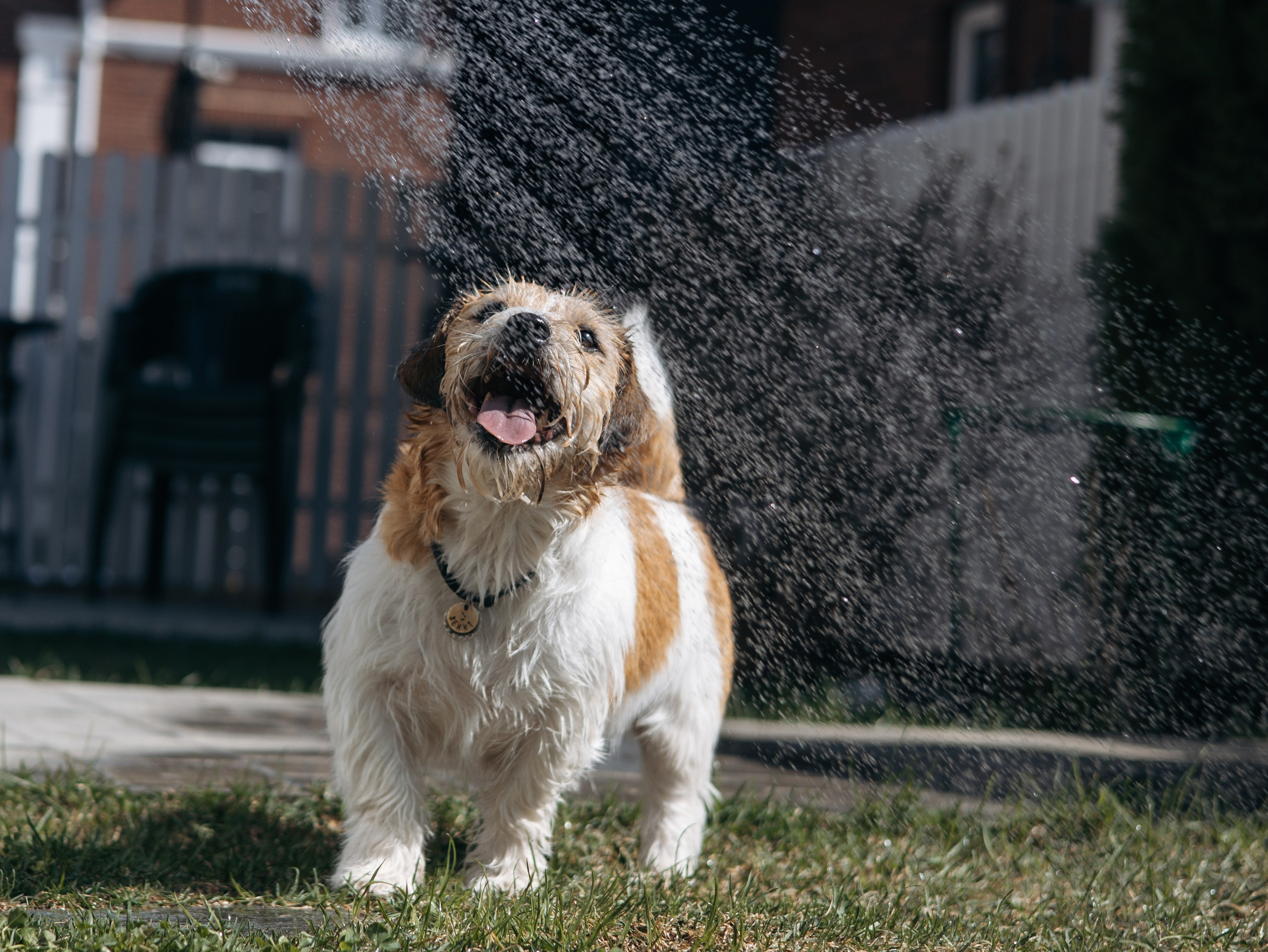 День рождение Зенита. Фотограф-анималист в Москве Кириллова Татьяна