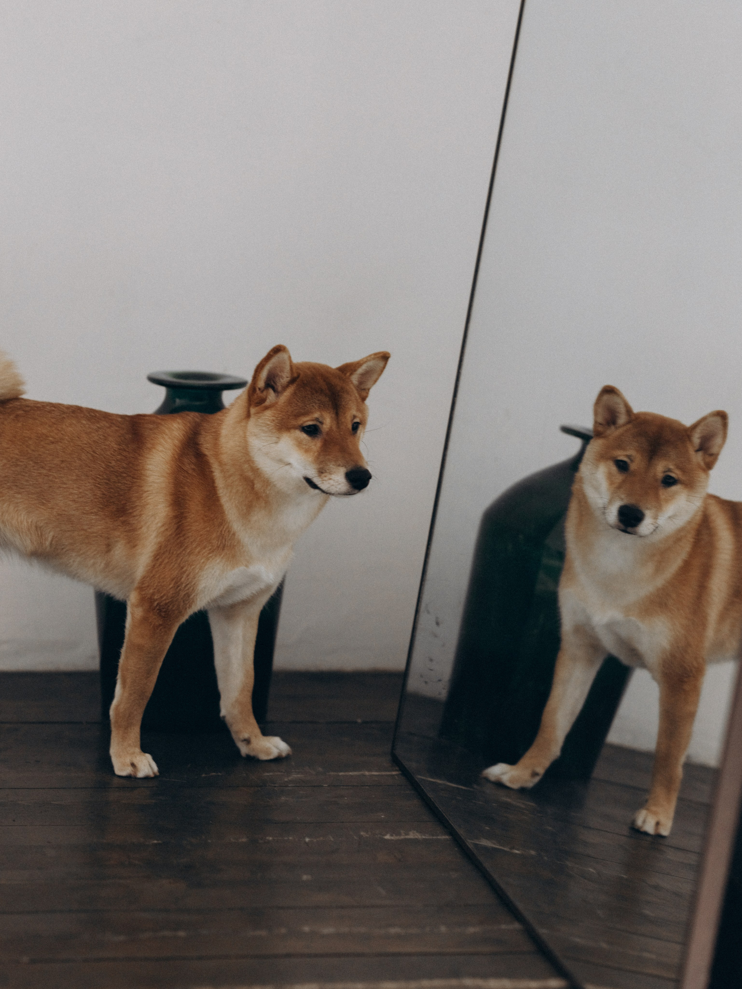 Мика и Настя. Фотограф-анималист в Москве Кириллова Татьяна