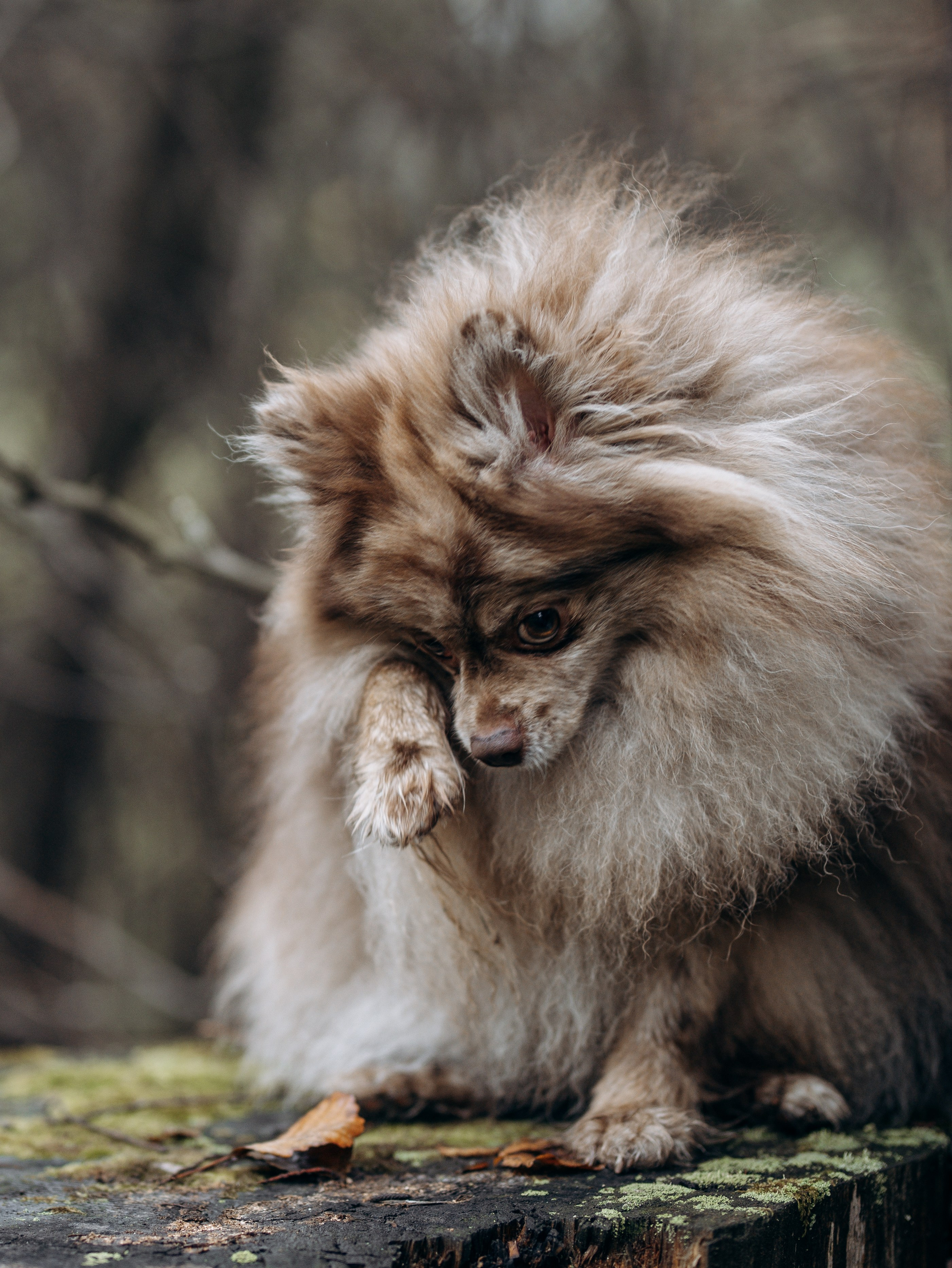 Скай, Марти и Катя. Фотограф-анималист в Москве Кириллова Татьяна