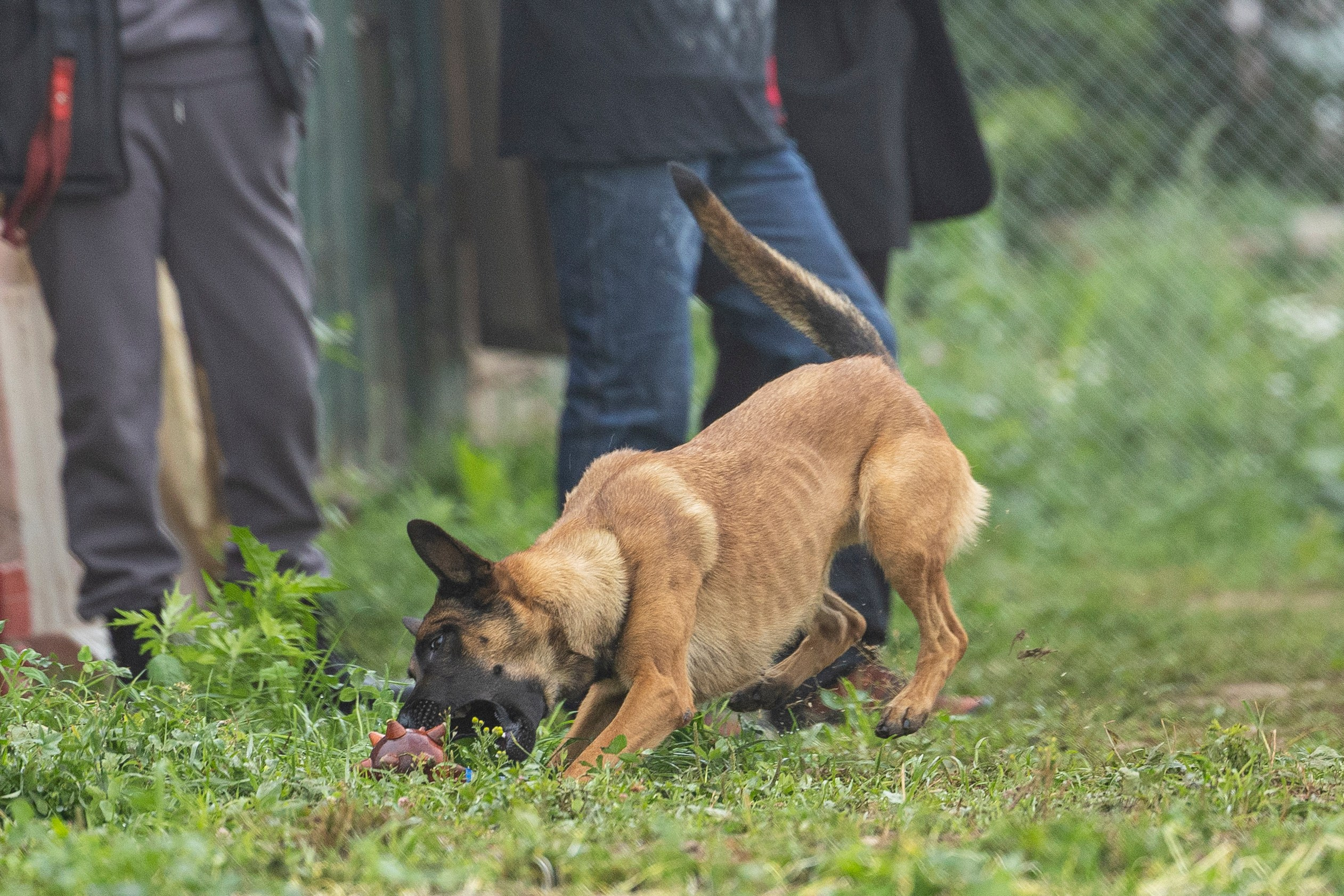 Соревнования по Мондьорингу г. Вологда 10-11.08.2024. Фотограф-анималист Анна Маринич