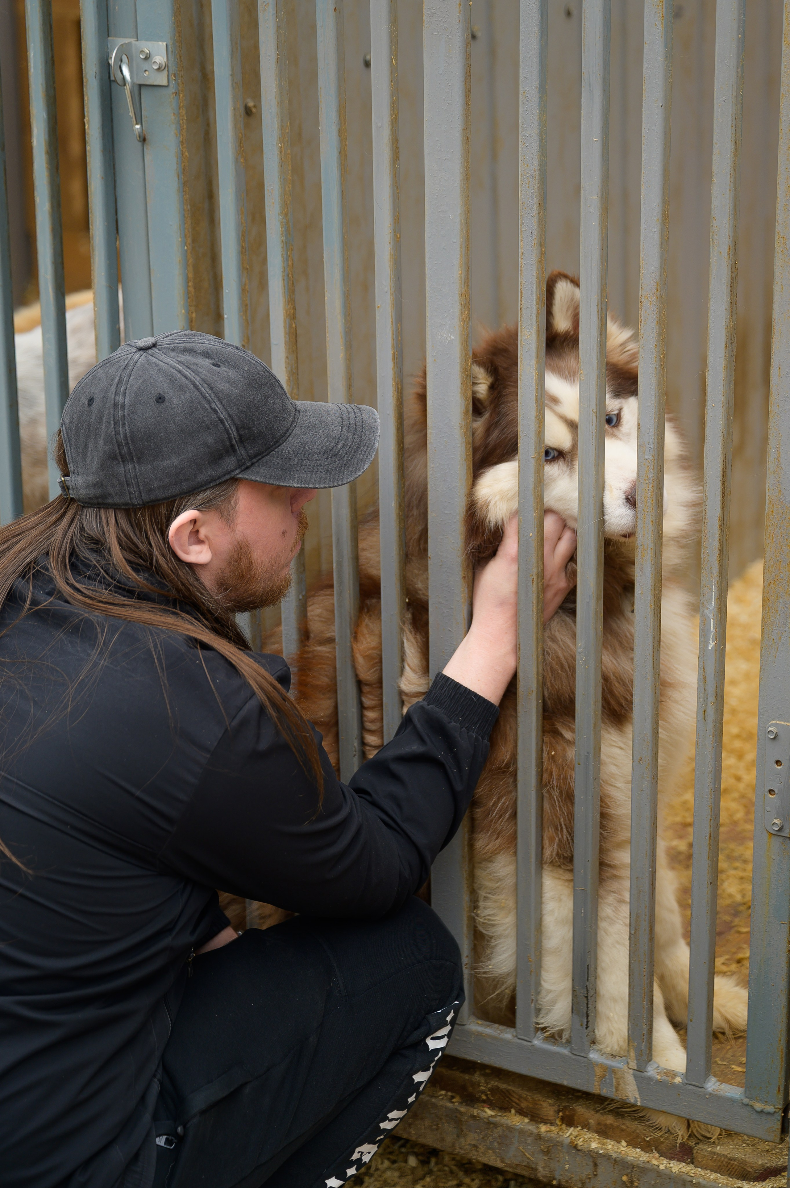 Открытие приюта для собак породы Хаски «Хаски дом»