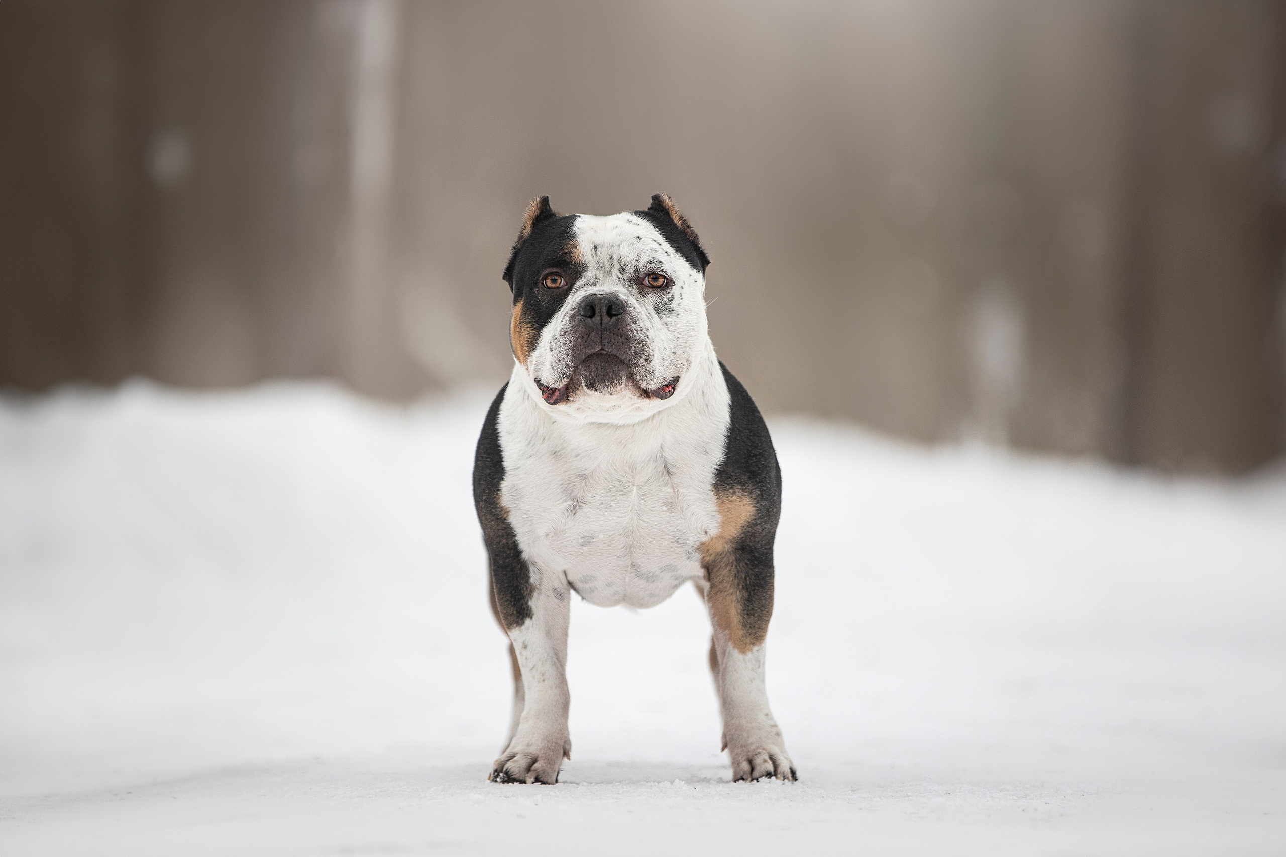Американские булли. Фотограф анималист в Москве Майорова Евгения