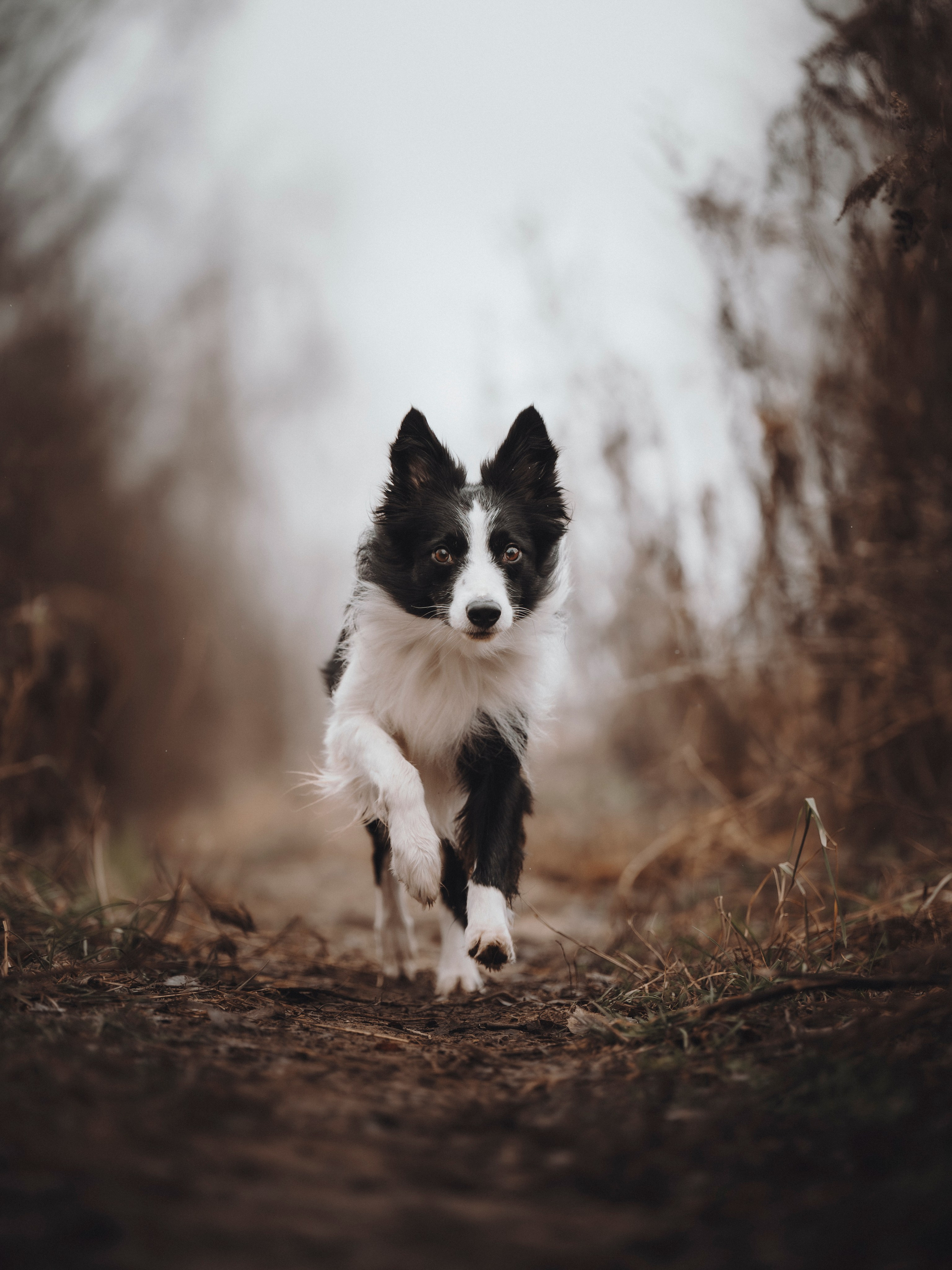 Даша и Того. Семейный фотограф анималист Ананьева Мария — Москва