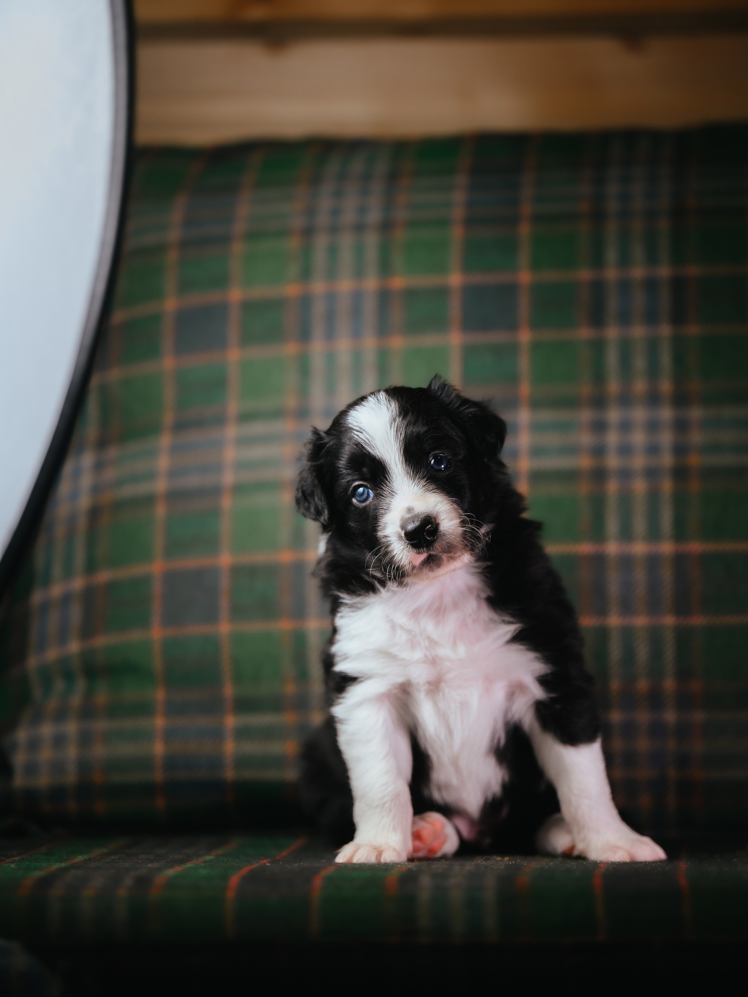 Бордер колли. Семейный фотограф анималист Ананьева Мария — Москва