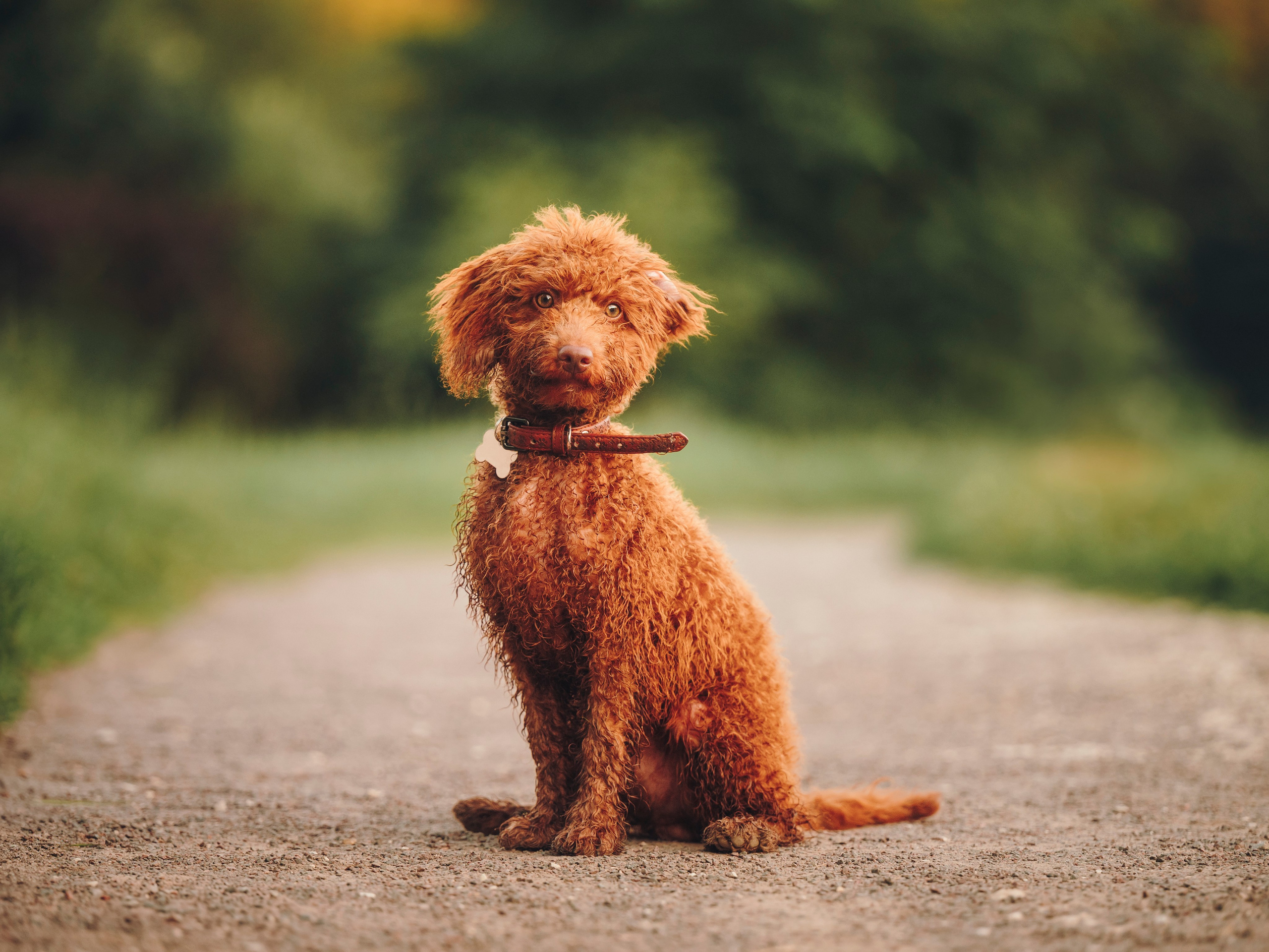 Марина, Тарас и Хагрид. Семейный фотограф анималист Ананьева Мария — Москва