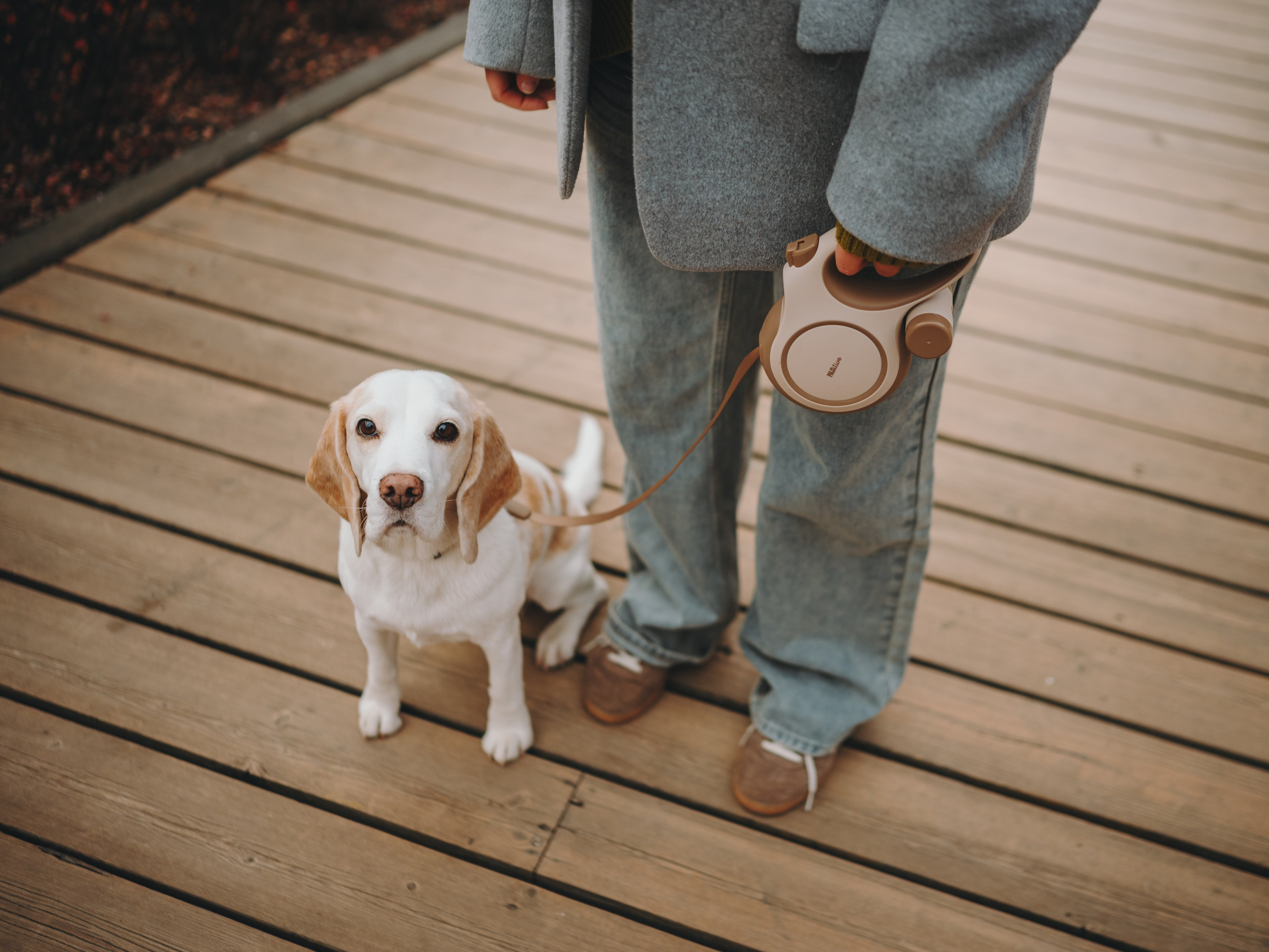 Pawsitive. Семейный фотограф анималист Ананьева Мария — Москва