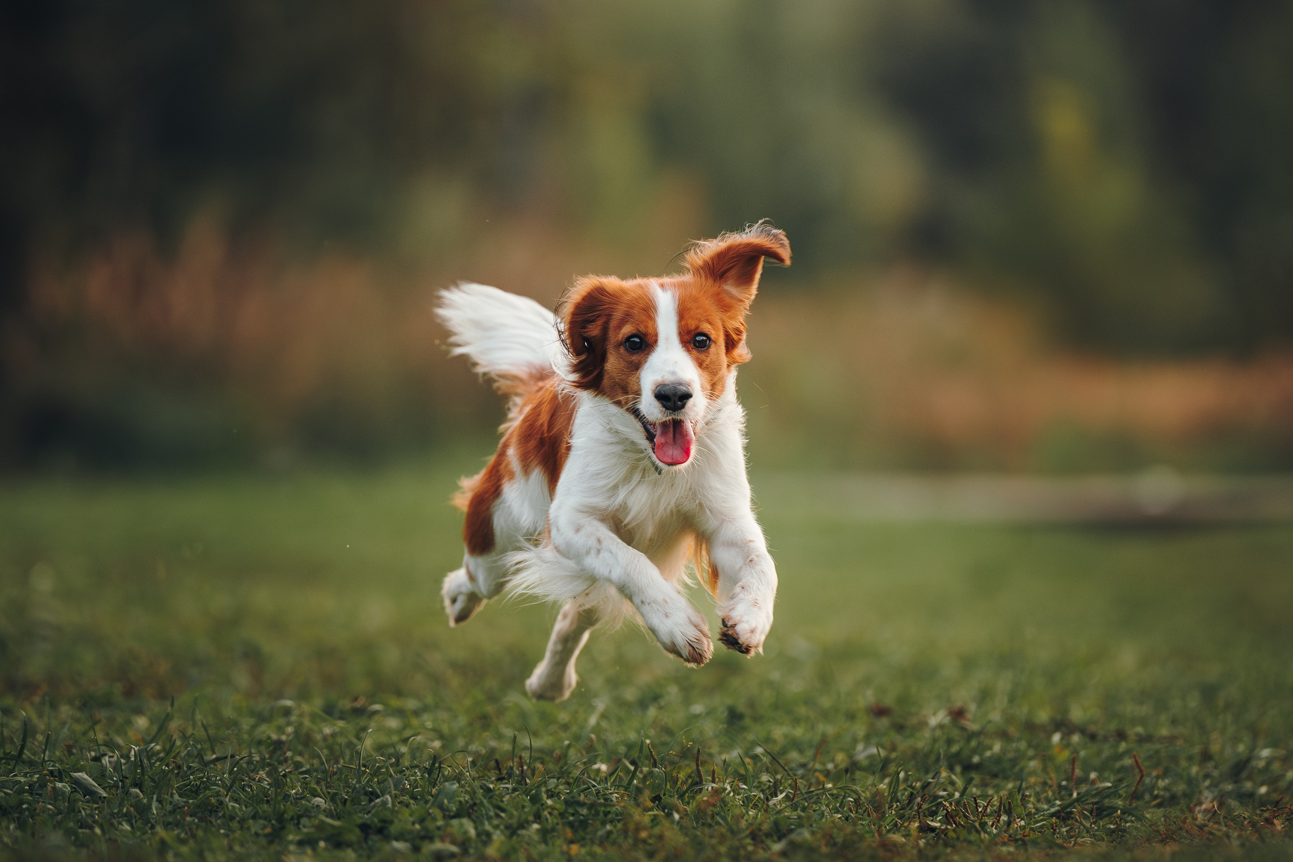 Семейная фотосессия с питомцем. Семейный фотограф анималист Ананьева Мария — Москва
