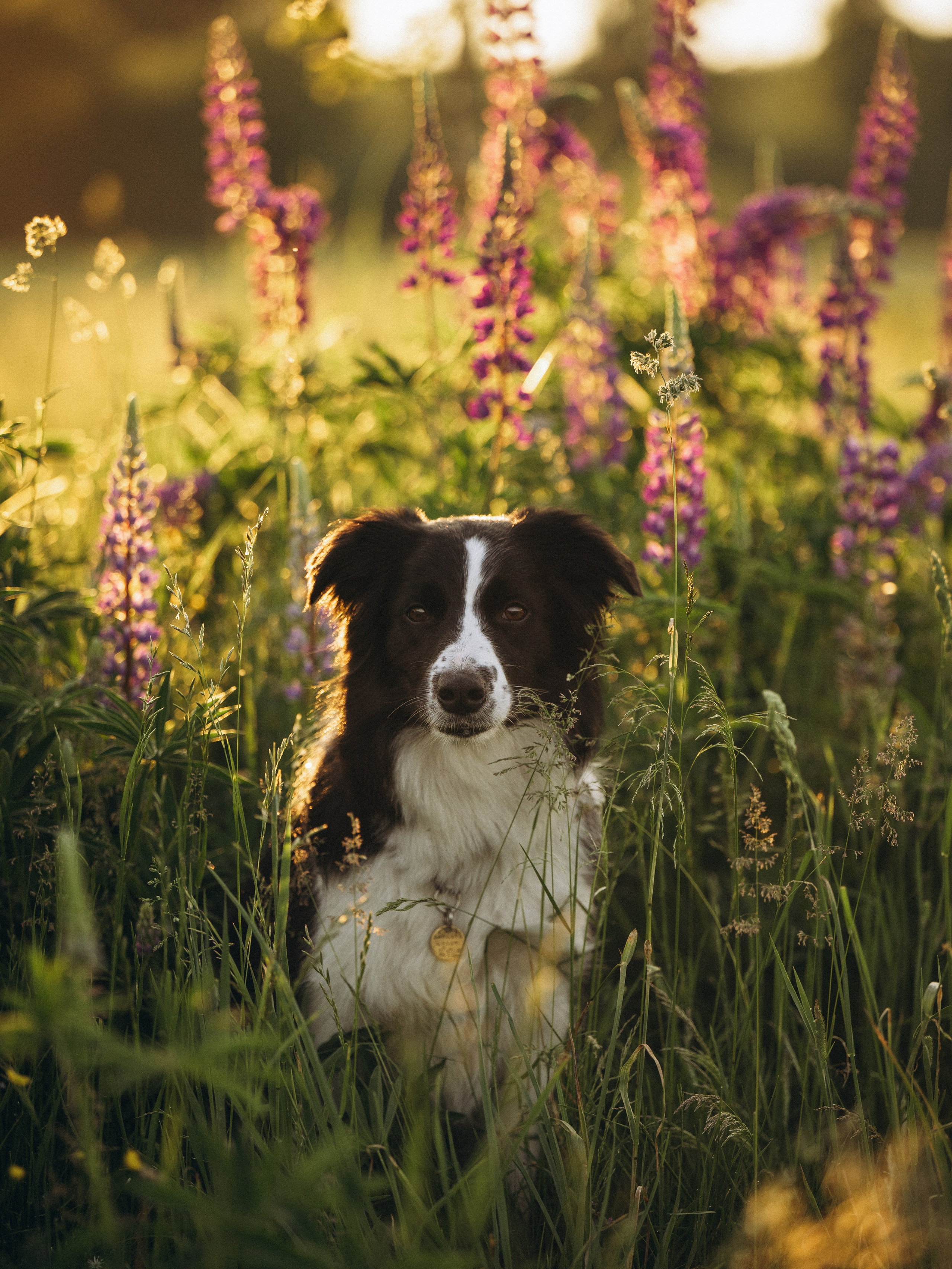 Регина и Эстер. Семейный фотограф анималист Ананьева Мария — Москва