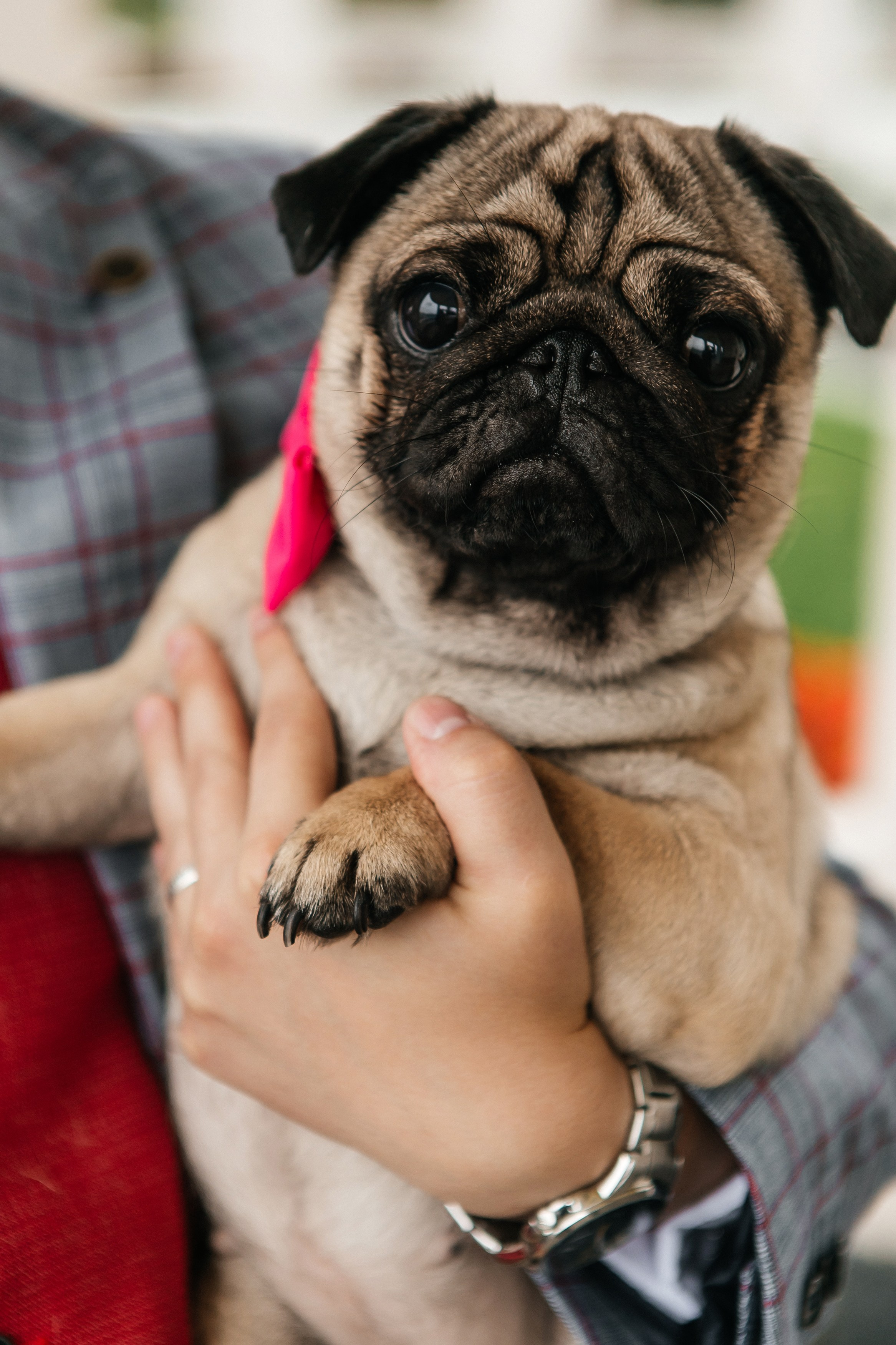 Сергей и Ксения. Фотограф в Москве Дмитрий Жарков