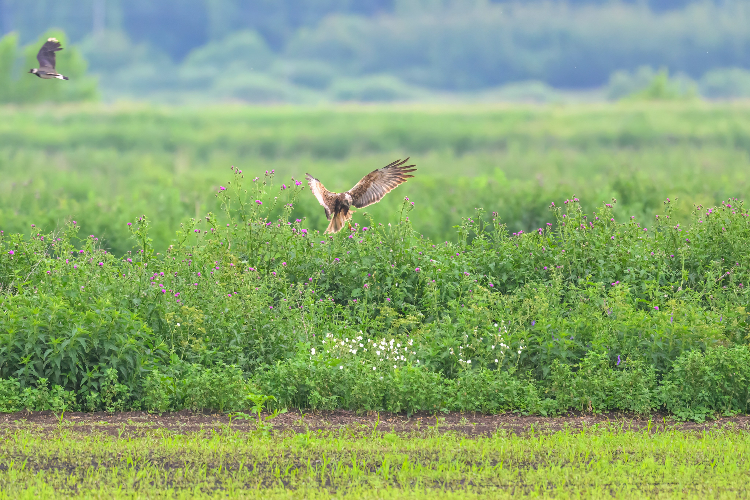 Лунь и трясогузки. Wildlife photography by Sergey Puponin
