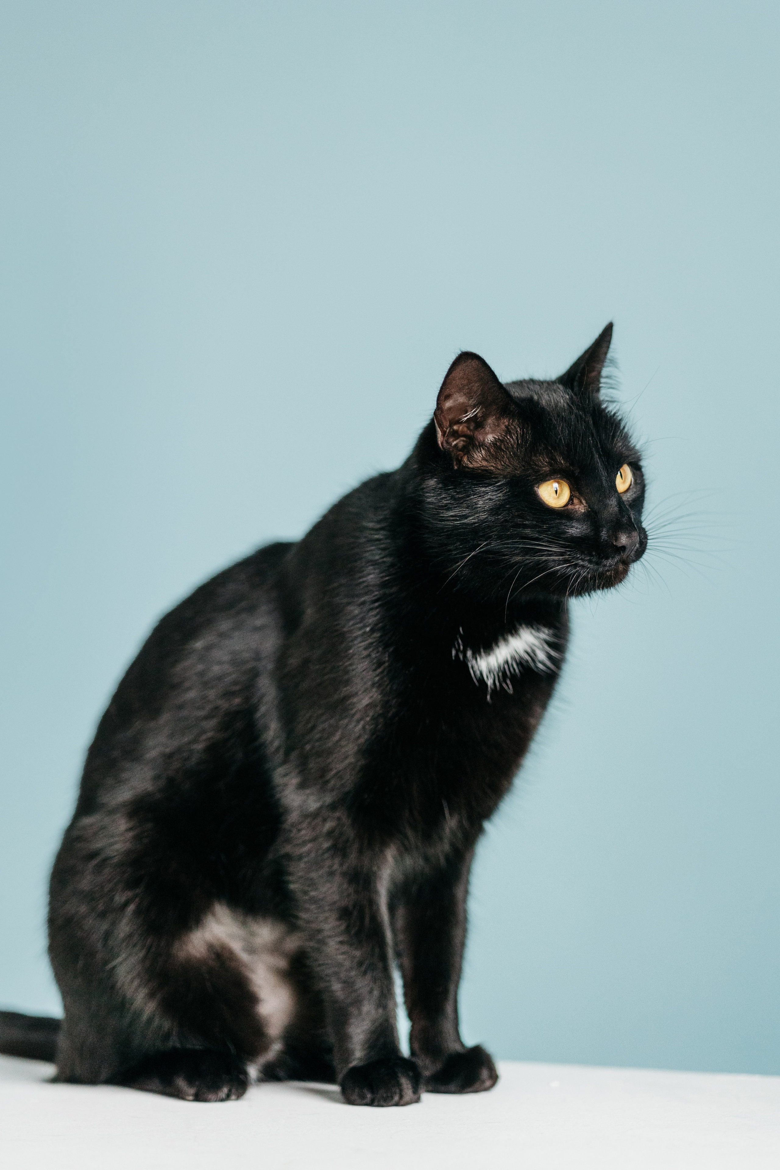 Кузя. Фотограф-анималист Елена Радченко, Москва