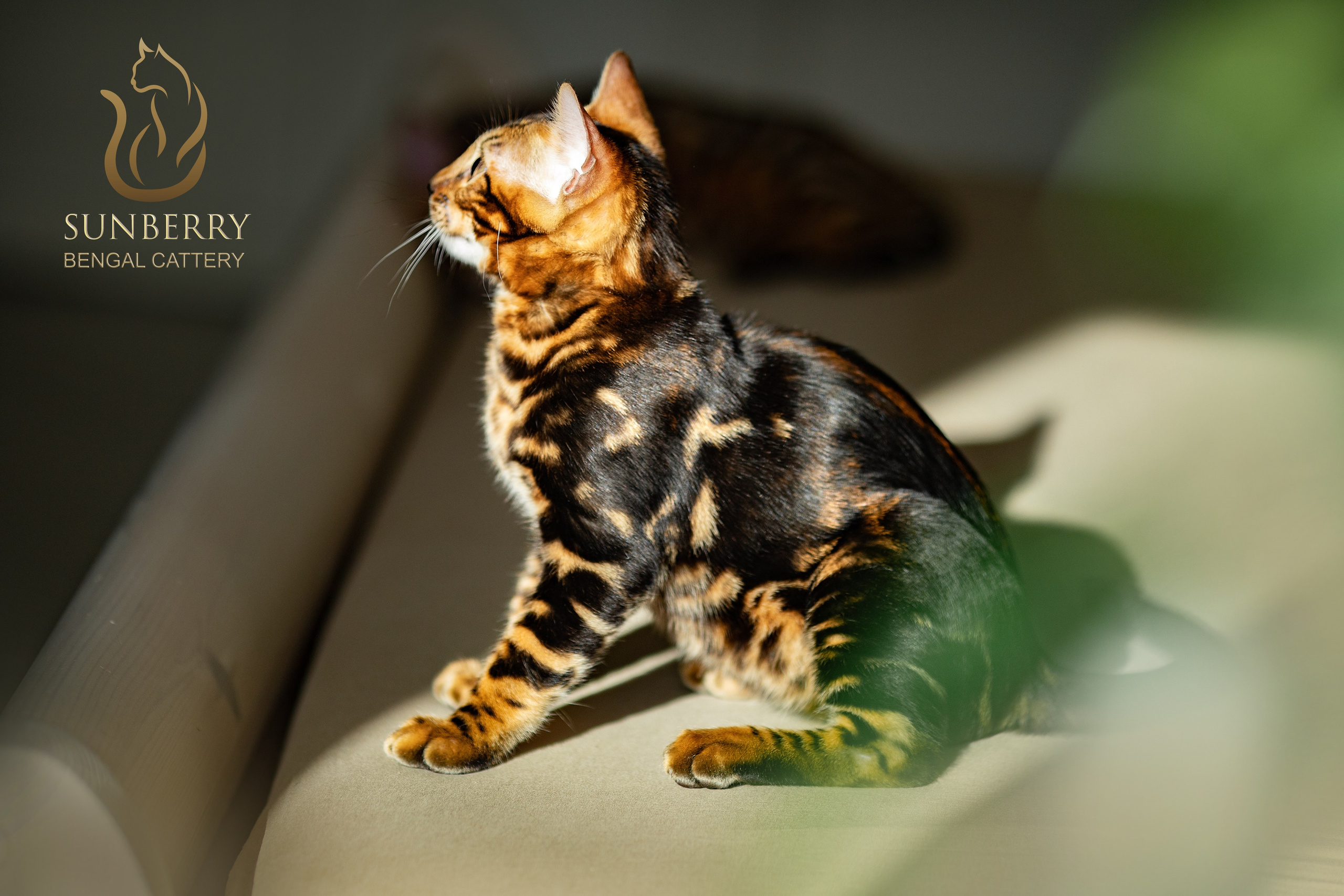 Питомник Бенгальских кошек Минск