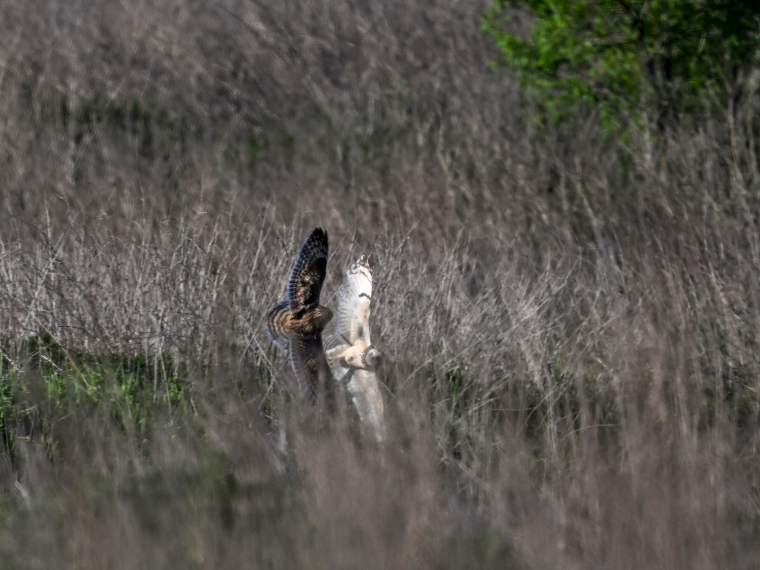 Драки лысух и лунь. Wildlife photography by Sergey Puponin