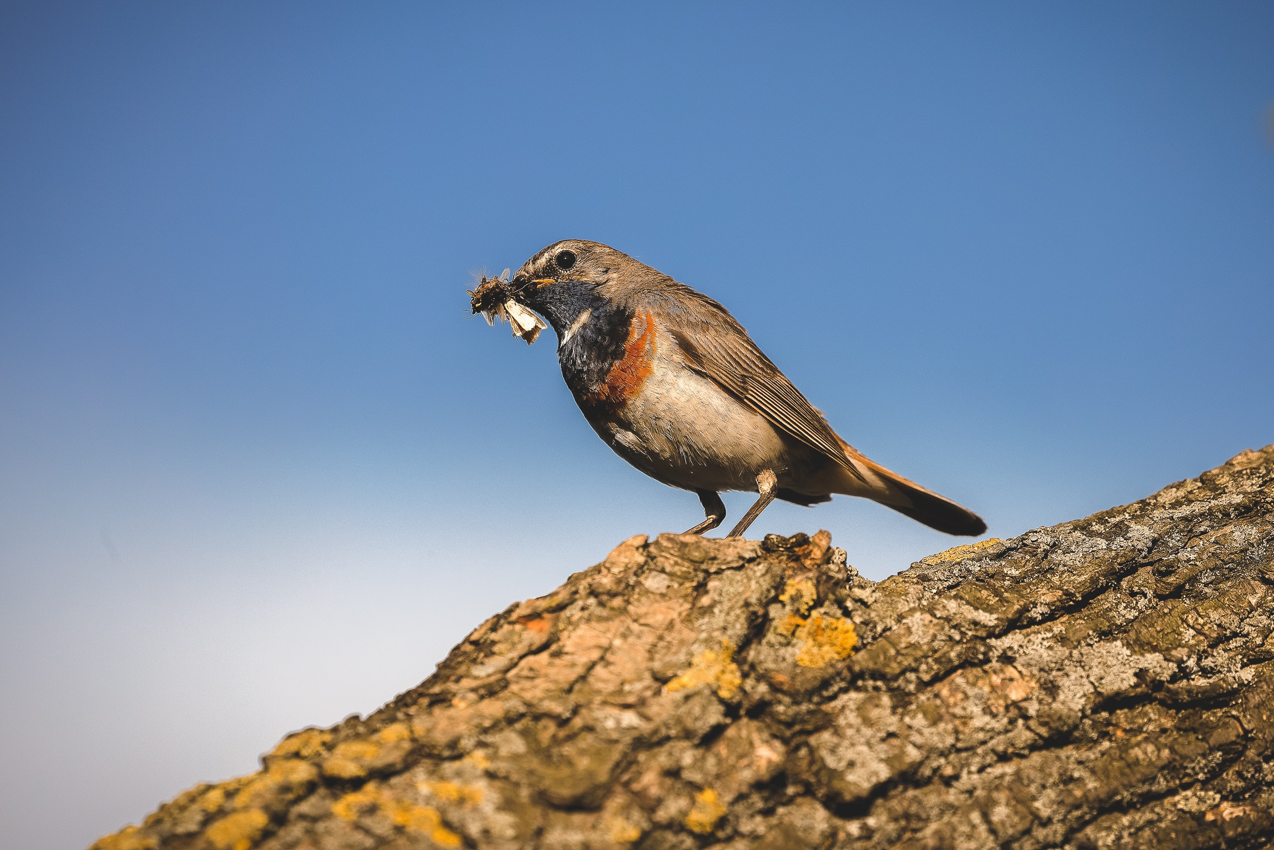 Белозвездная варакушка одна из самых красивых птиц России