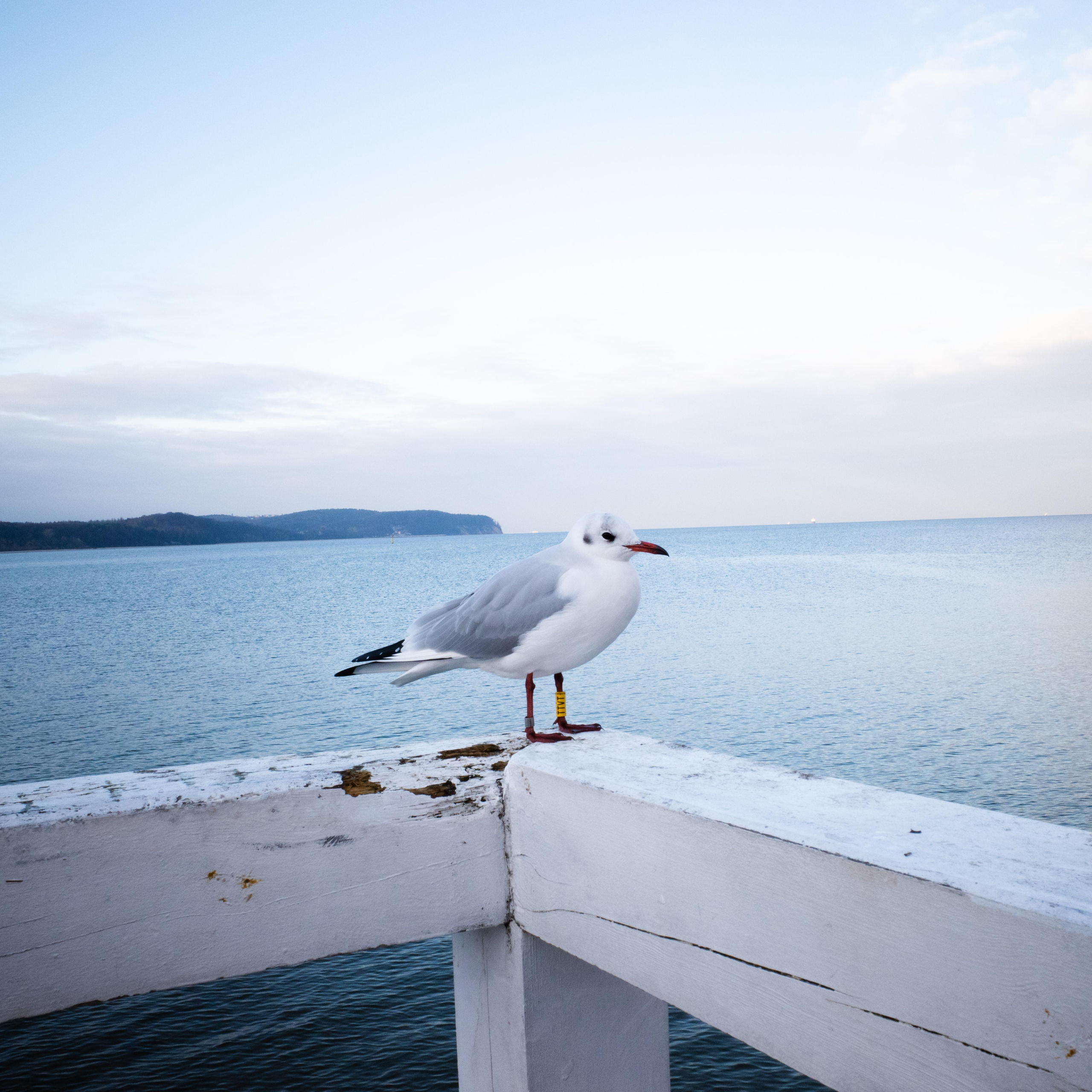 Живые Улицы: Стрит Фотографии Со Всего Мира. Максим Харитончик — фотограф