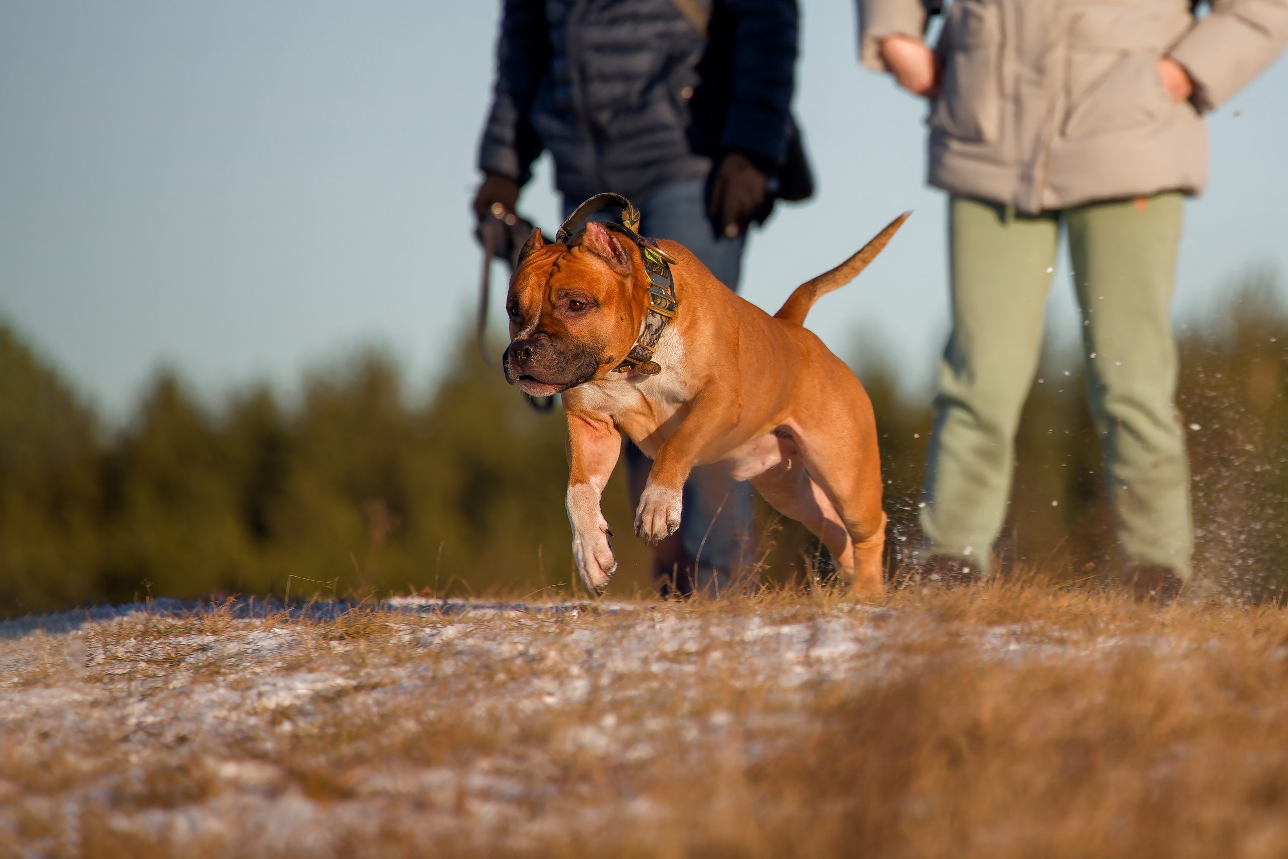 Собаки в движении. Irenephoto.ru