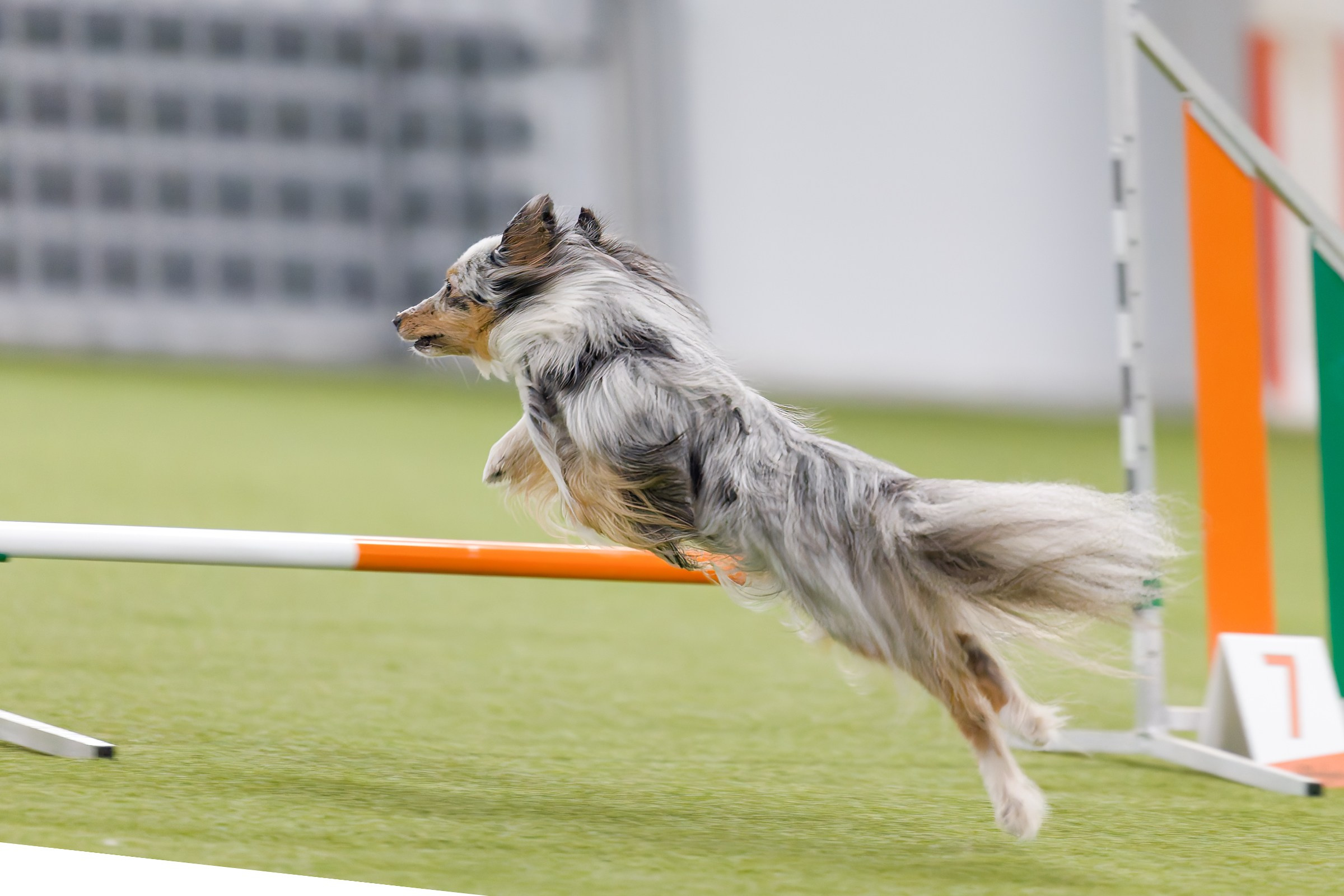 День рождения Пёсбурга — февраль 2025. Irenephoto.ru