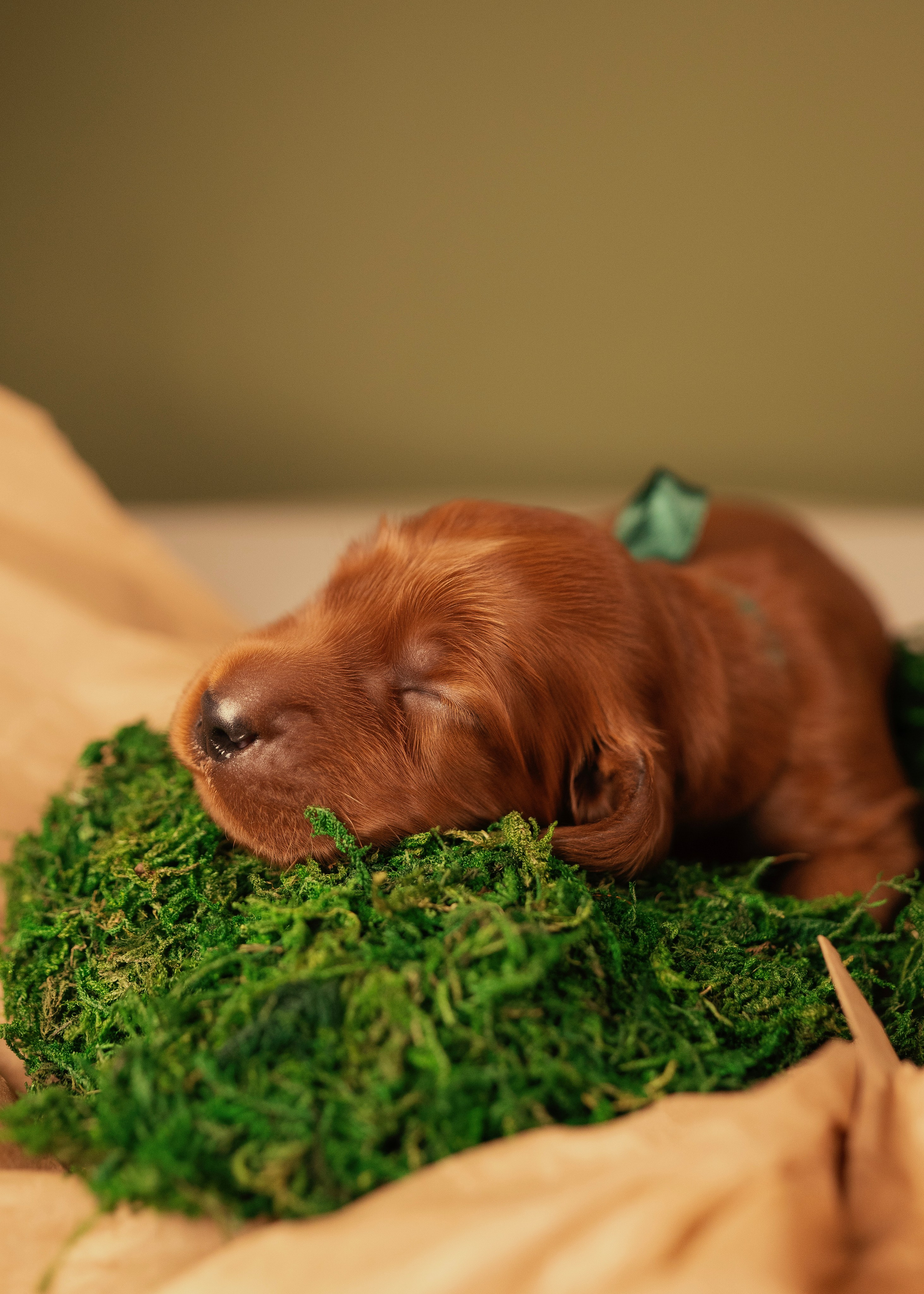 Красные ирландские сеттеры. Фотограф- анималист Александра Матвеева