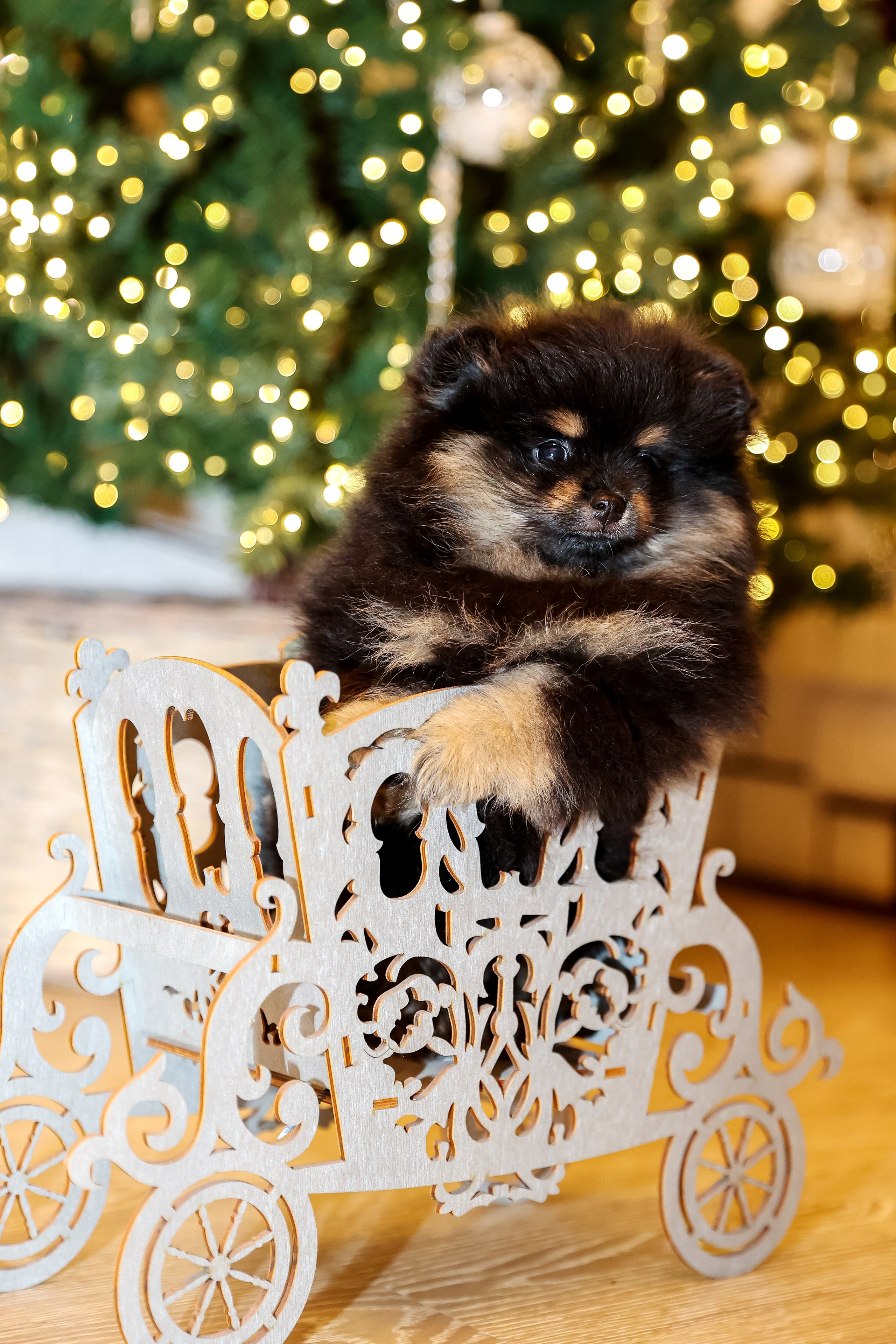 Съемка щенков шпица. Фотограф — Татьяна Кириллова, г. Санкт-Петербург