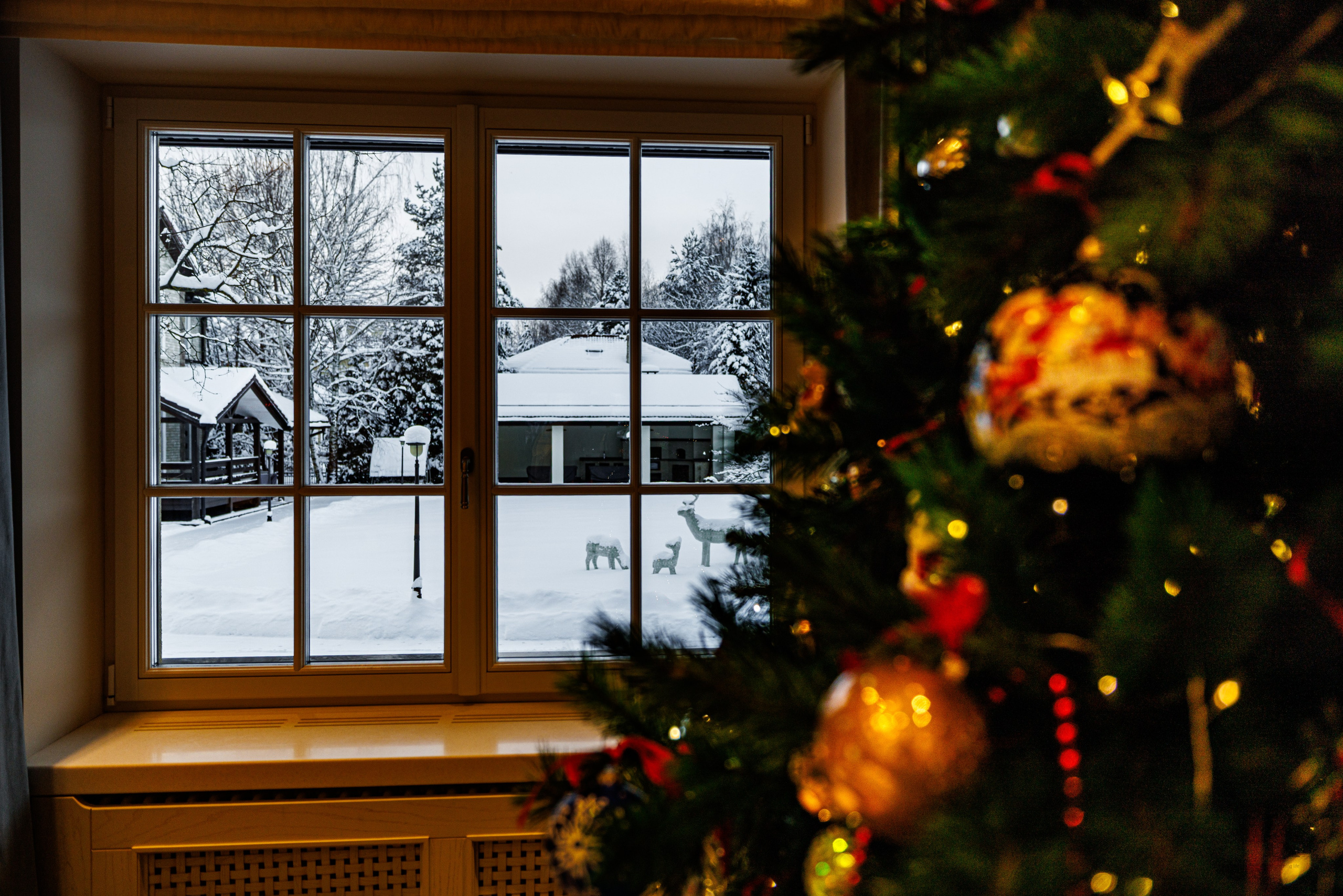 Природа 31 Декабря 2025 года. Клены. Фотографирую жизнь! Московский фотограф волонтер