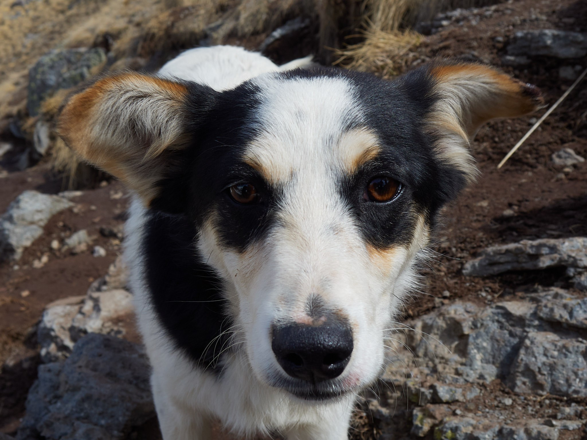 17.04 прогулка до обсерватории. Горный, высотный Фотограф на Эльбрусе Георгий