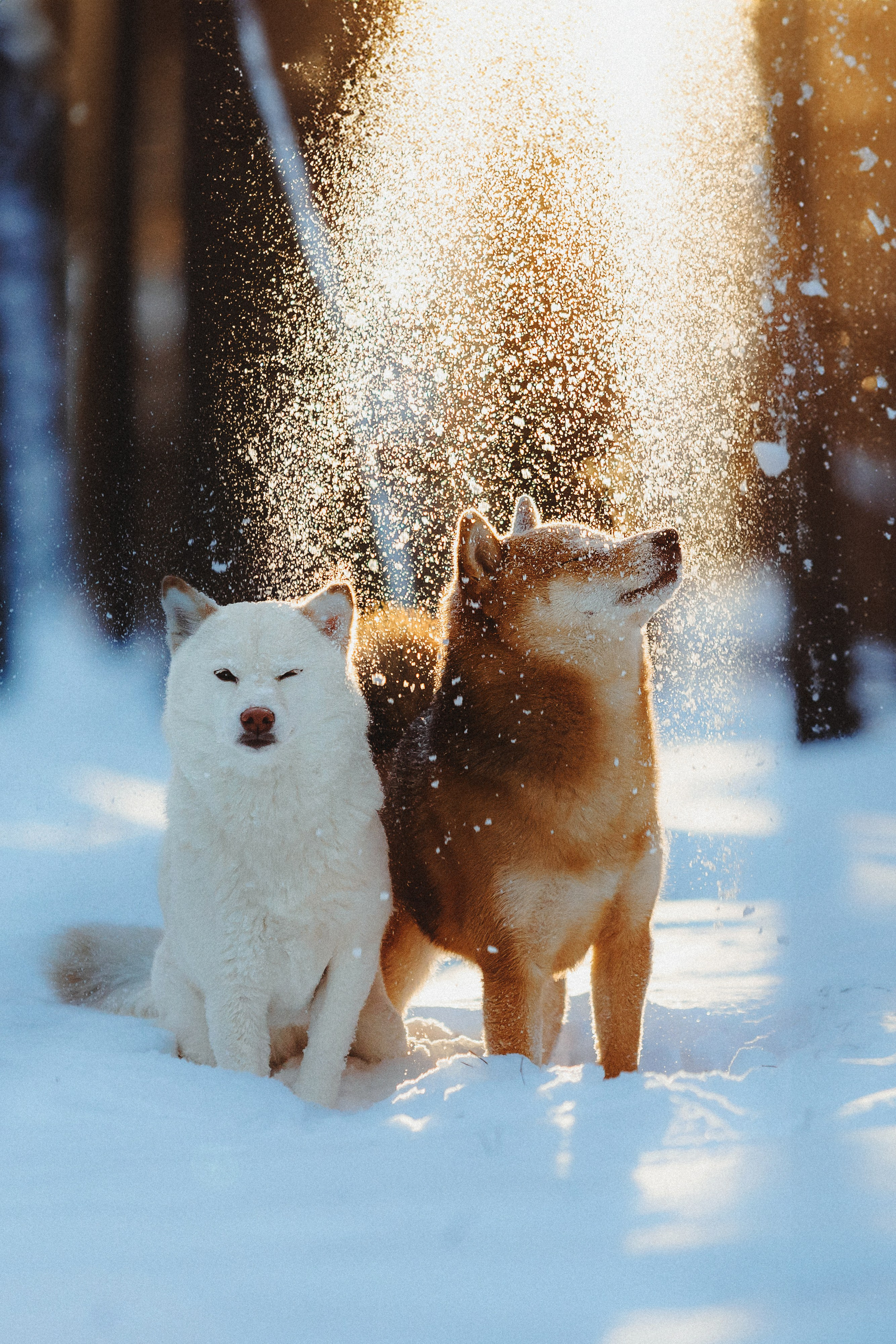 Шед, Цири и Ира