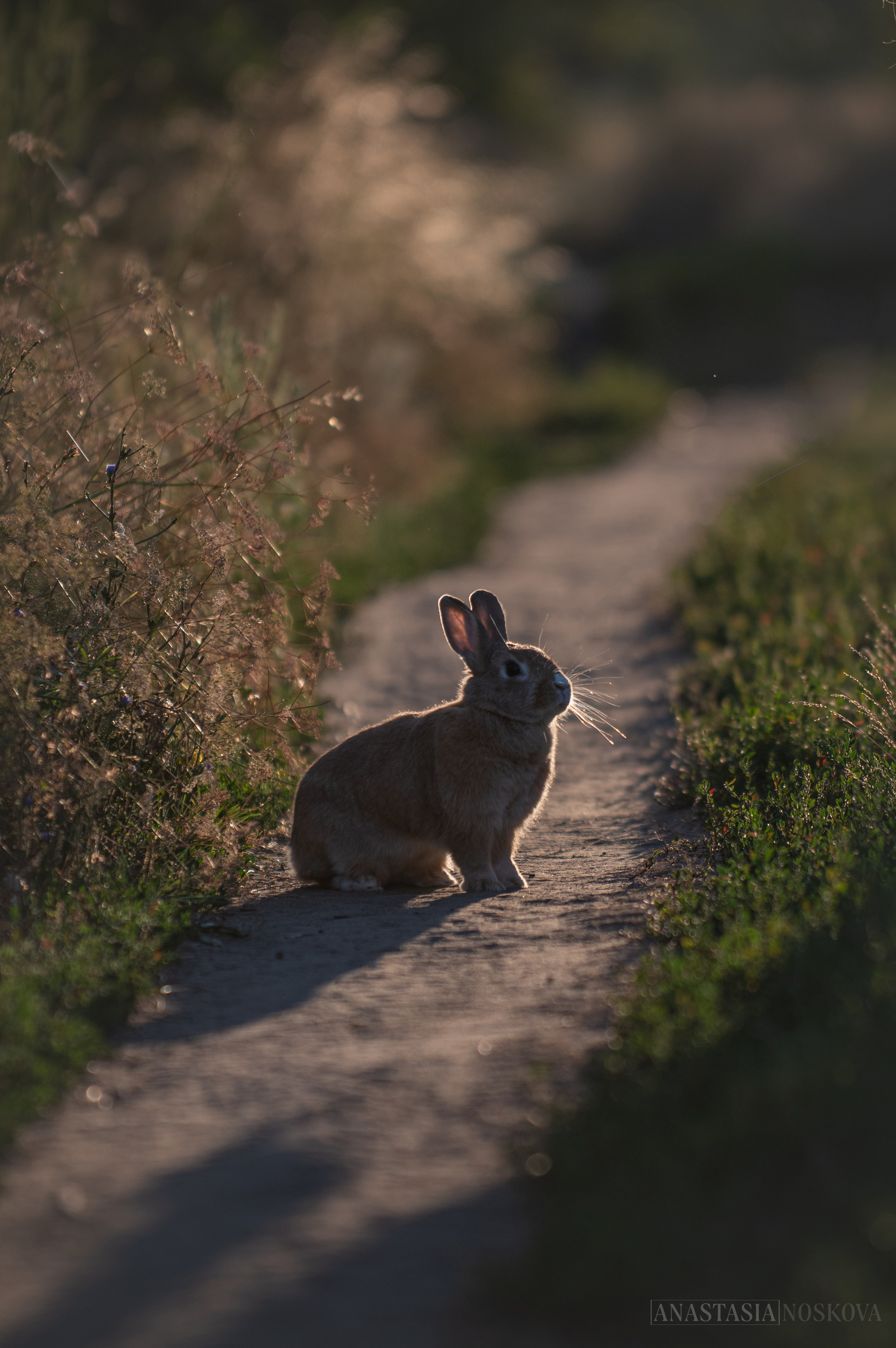 Елена и Персик