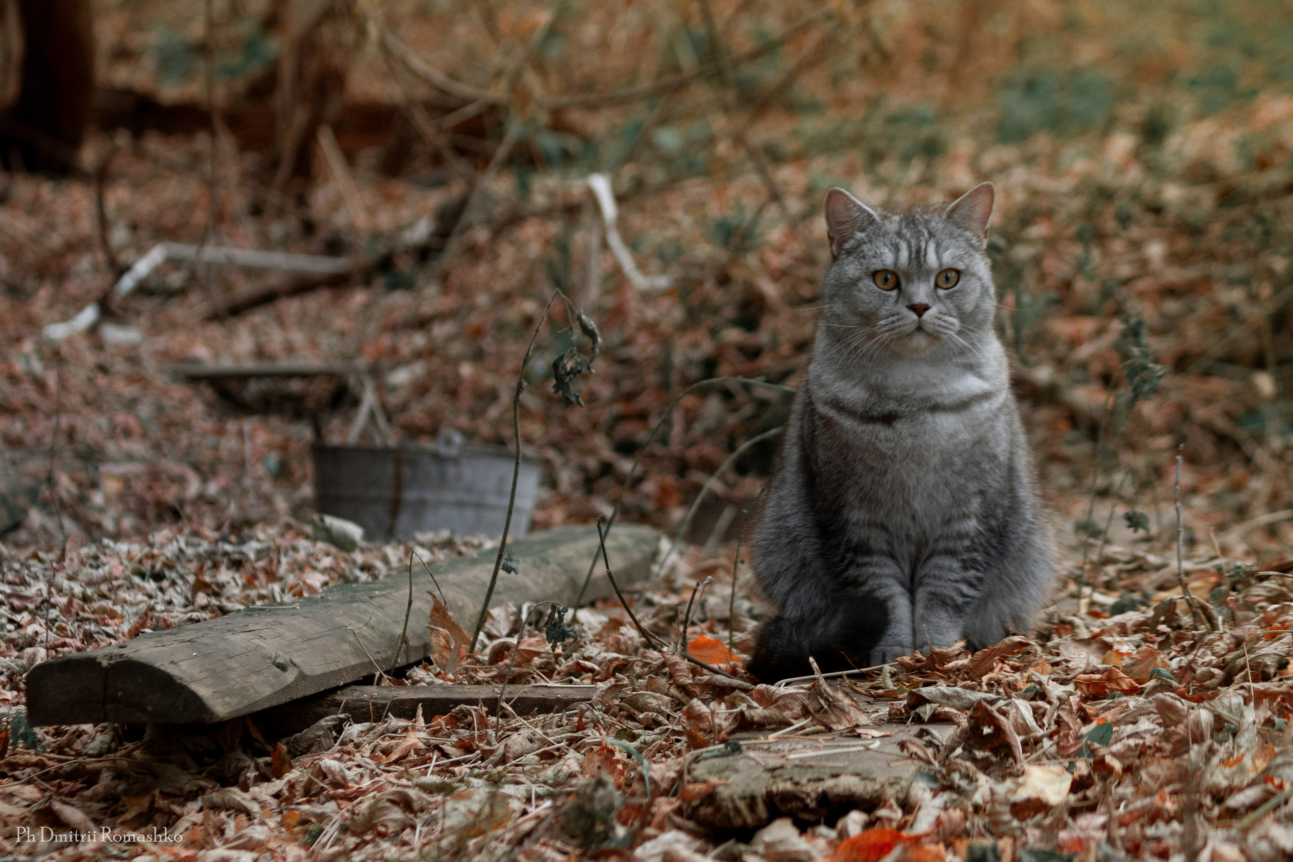Анималистка. Фотограф Дмитрий Ромашко