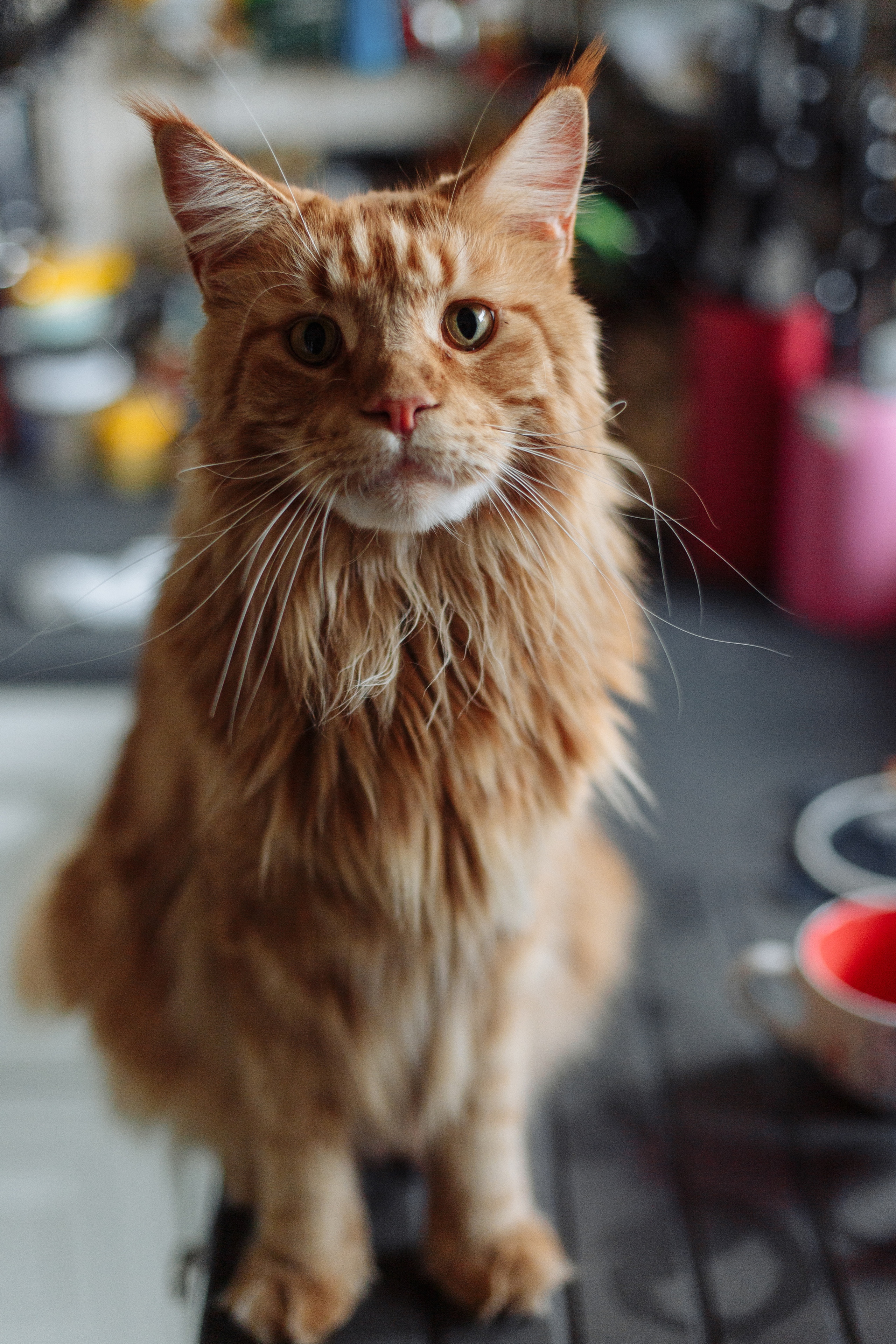 День рождения Арсения. Свадебный и портретный фотограф в Королёве Сергей Чихарев