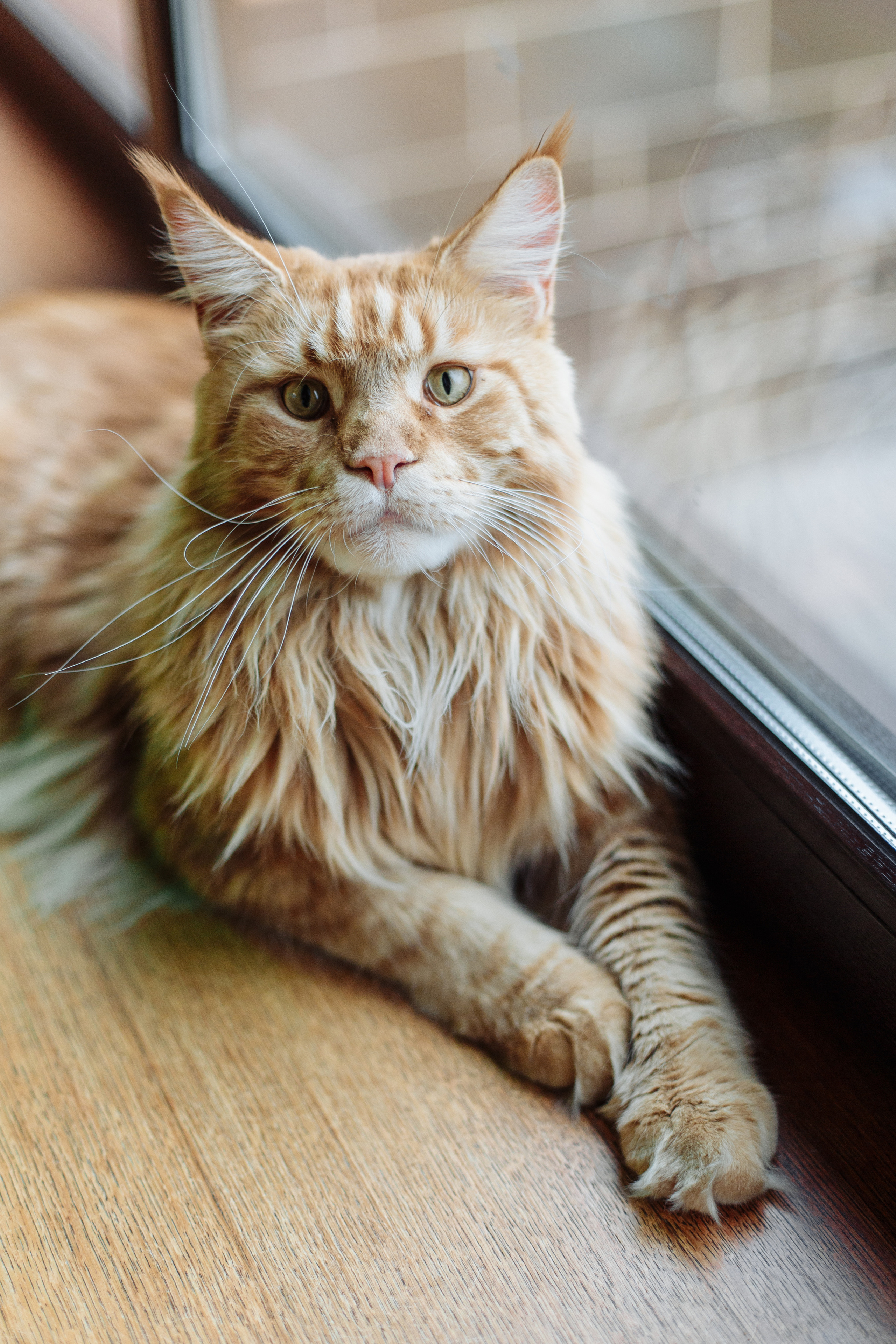 День рождения Арсения. Свадебный и портретный фотограф в Королёве Сергей Чихарев