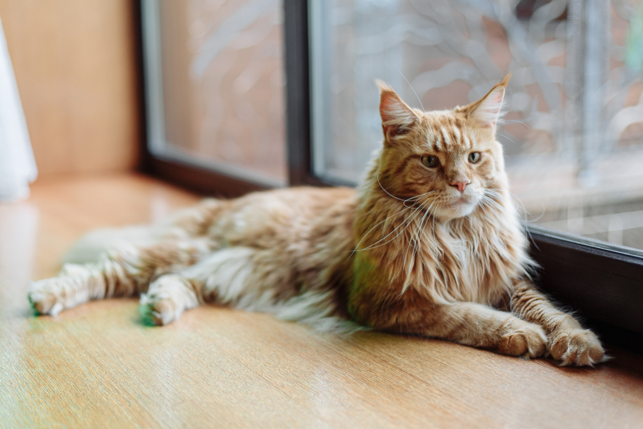День рождения Арсения. Свадебный и портретный фотограф в Королёве Сергей Чихарев