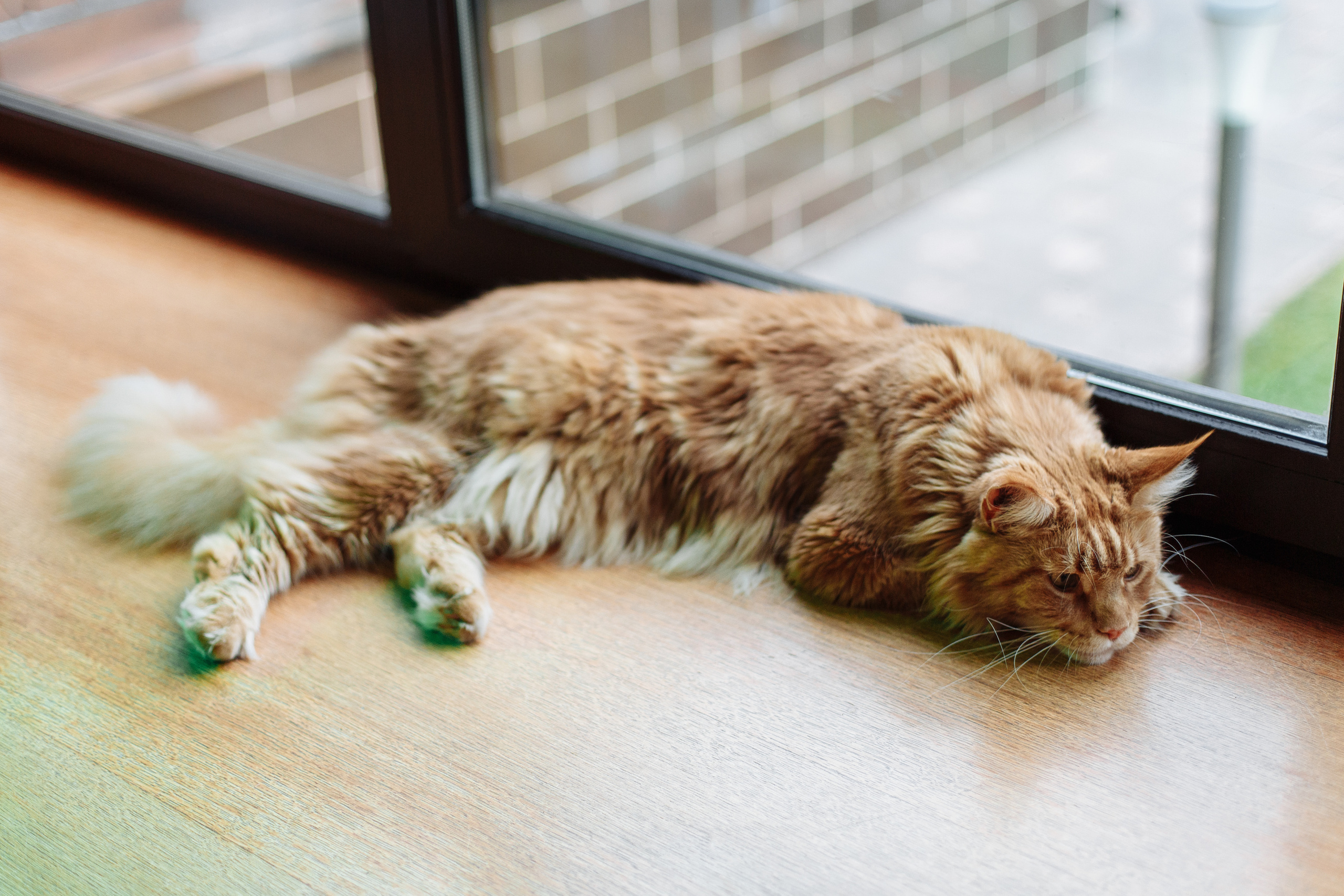 День рождения Арсения. Свадебный и портретный фотограф в Королёве Сергей Чихарев