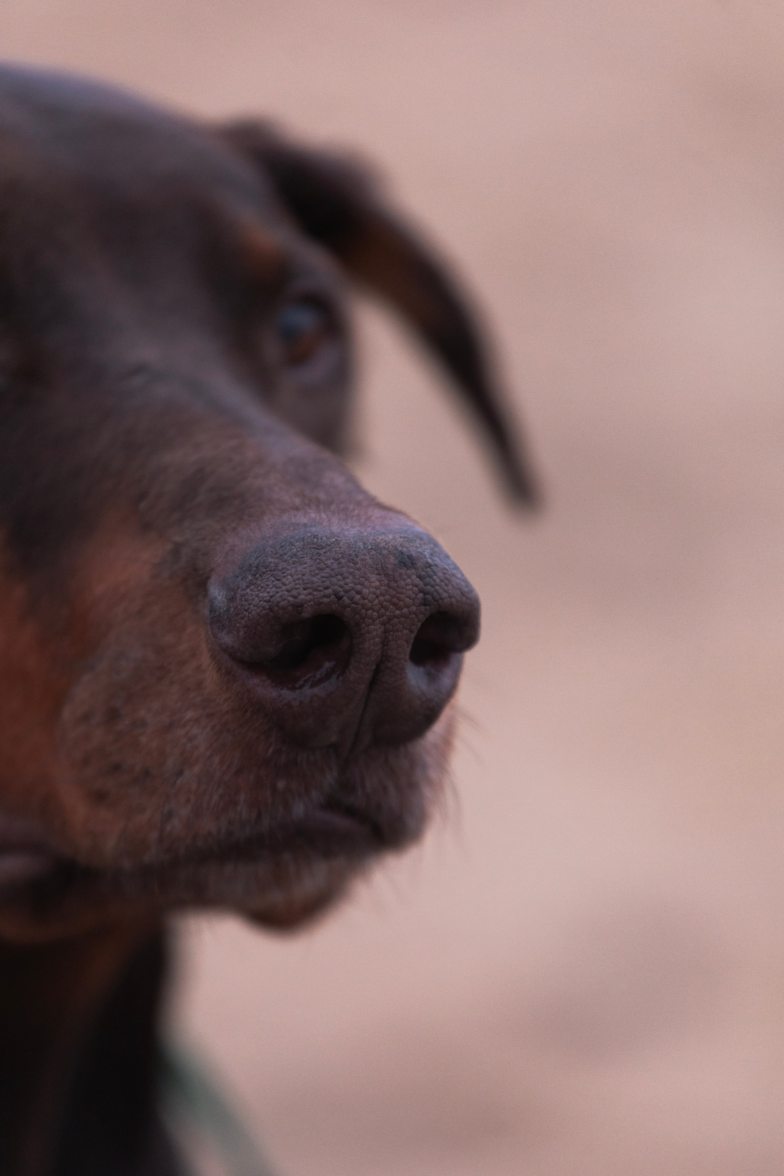 Оля и Кайрат. Фотограф — анималист Владивосток, Алина