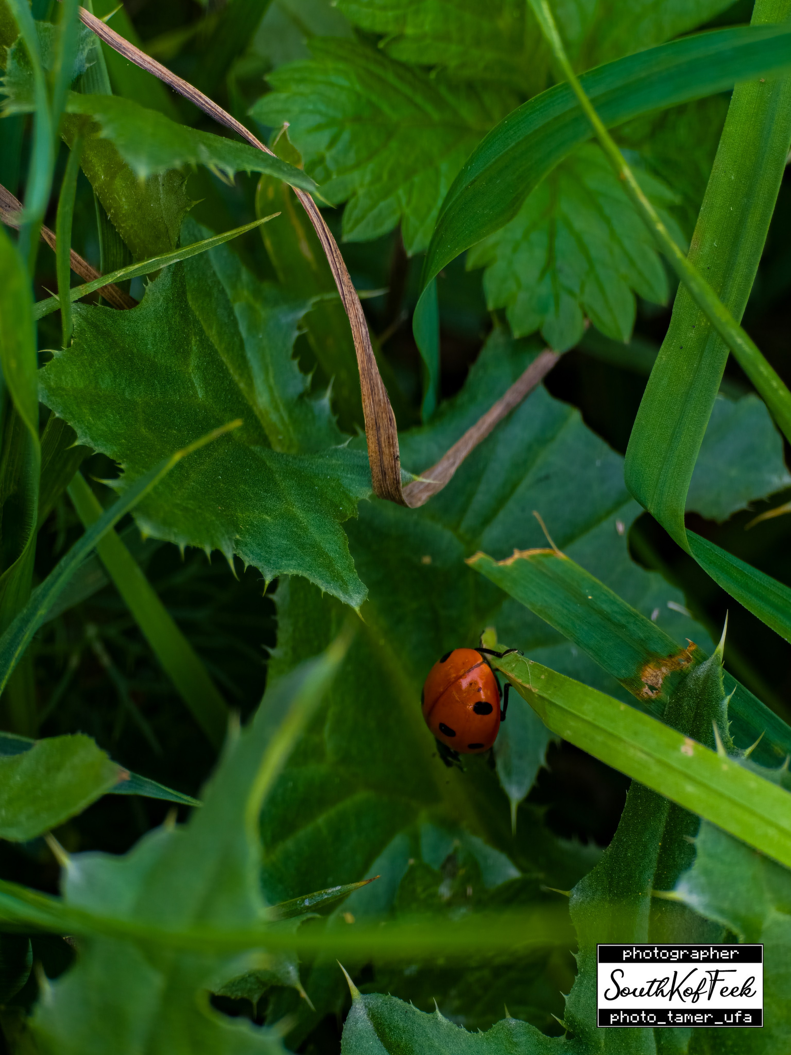 Прочие съемки. Photo Tamer Ufa